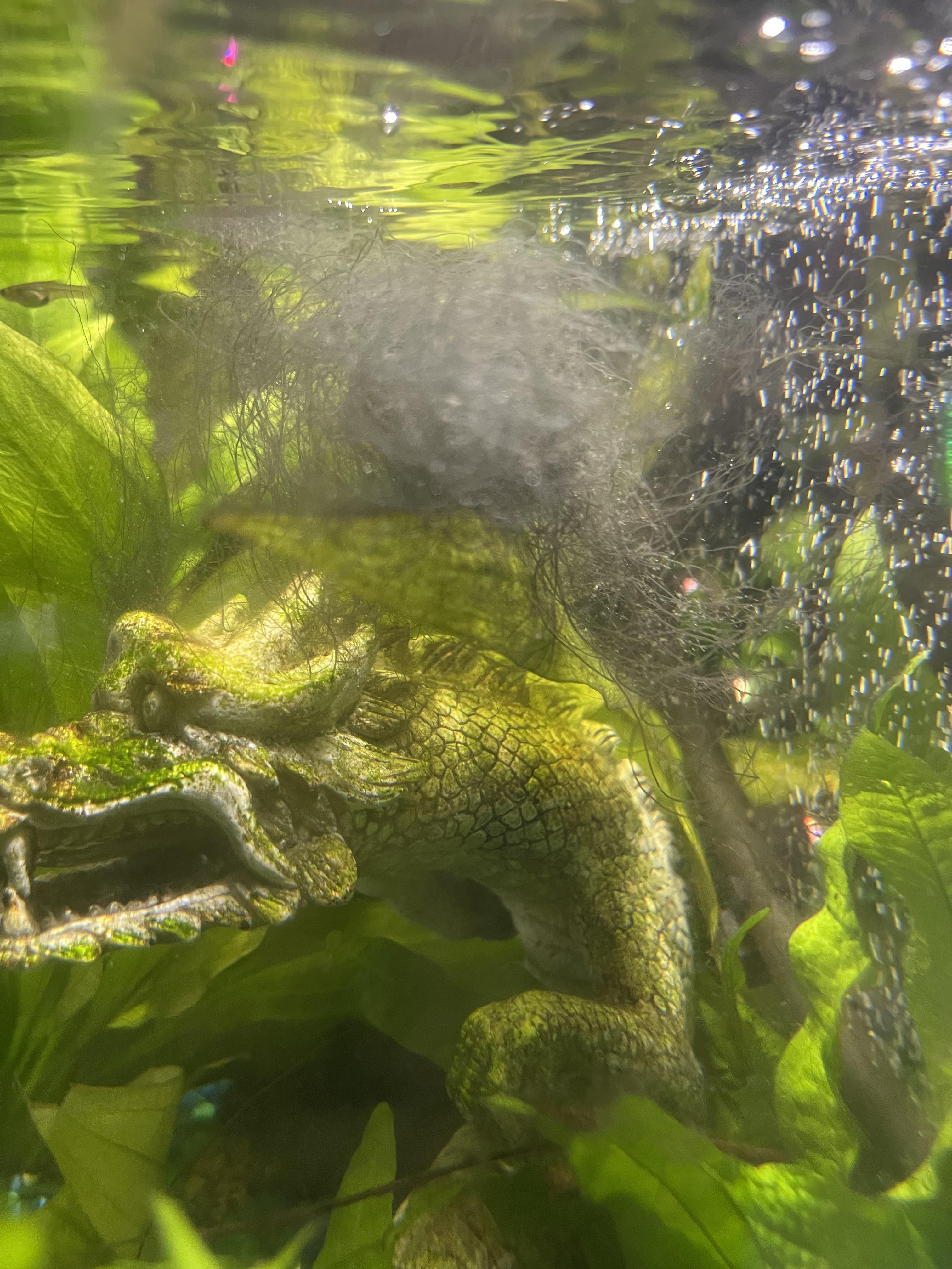 Should I worry about this moss that started growing randomly r/aquarium