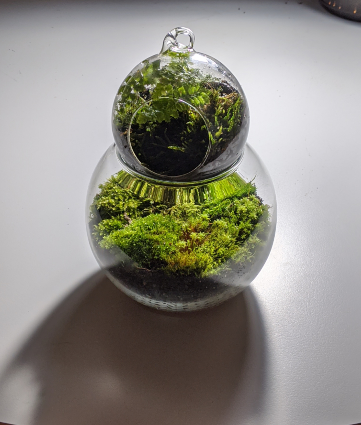 Small double terrarium r/terrariums