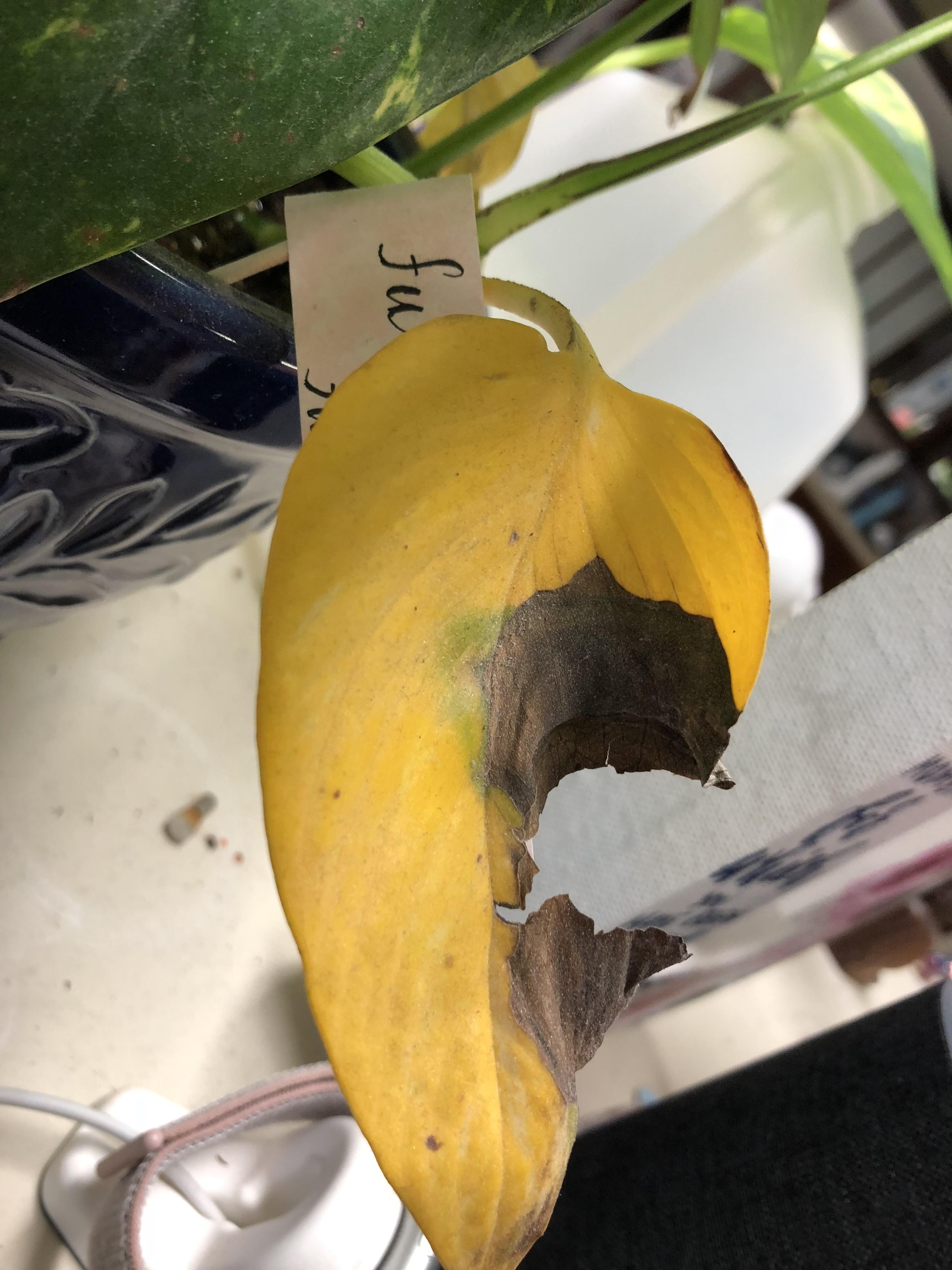 Help with yellowing leaves on my pothos!