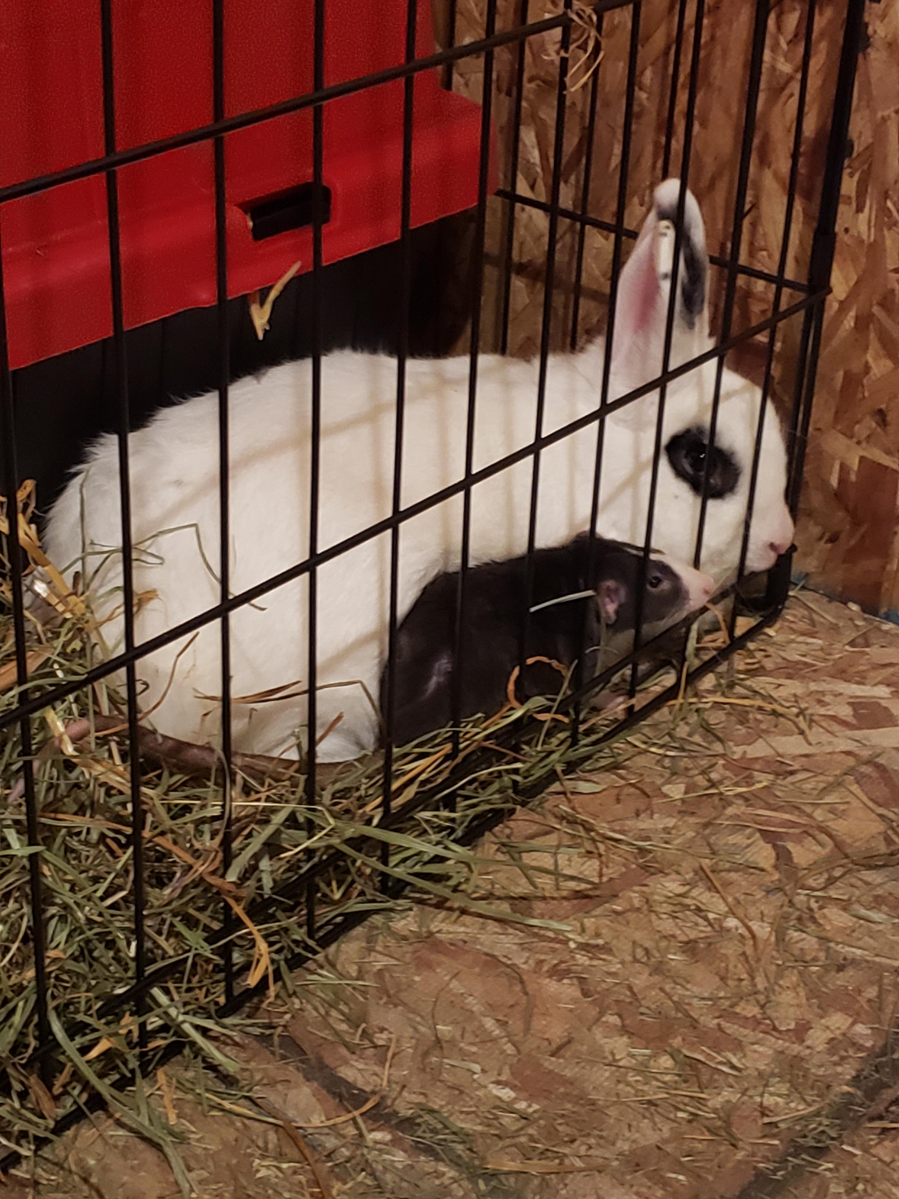 Somehow I find rats more cute than Bunnies. But nothing is more cute