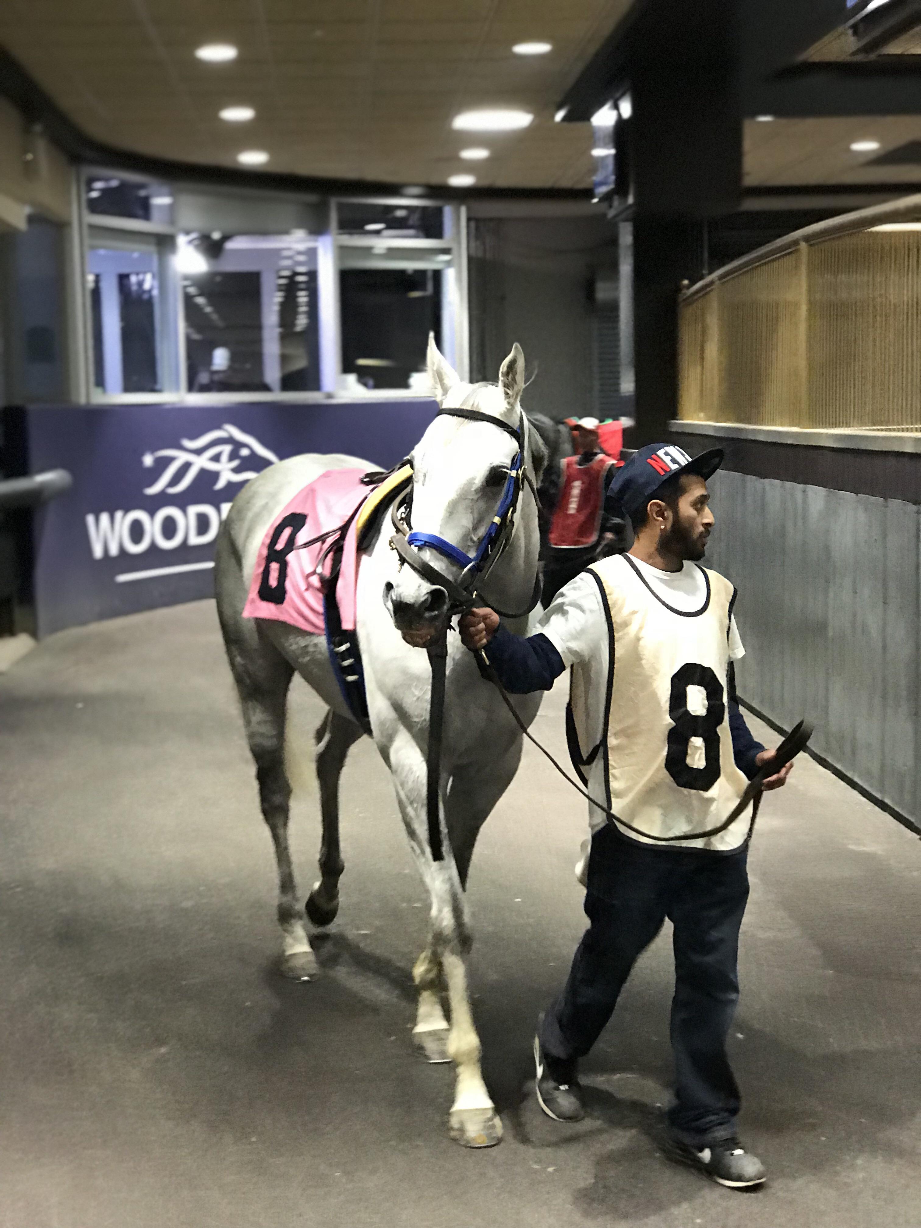 The winning horse 🐎 r/Horses