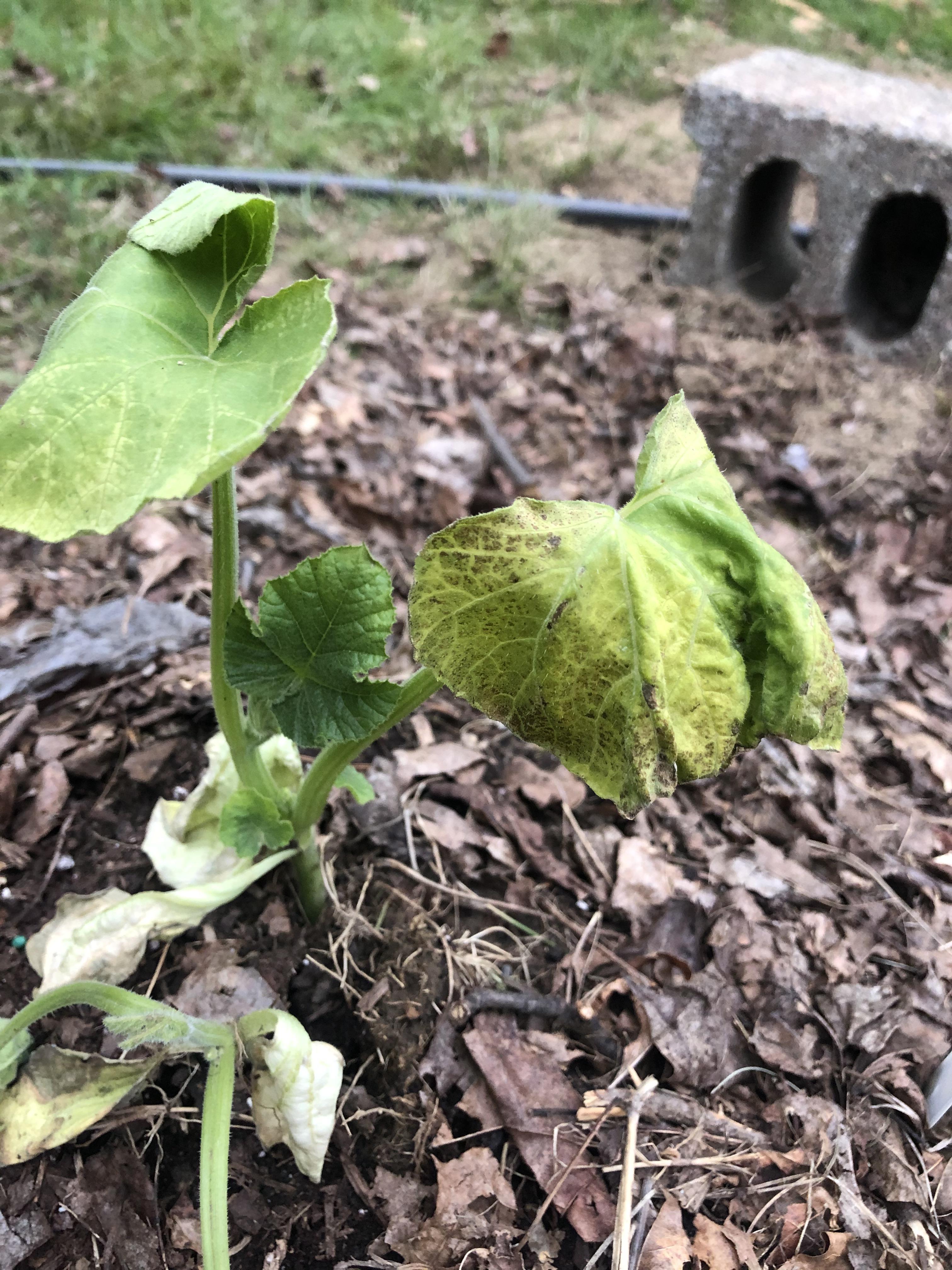 My Pumpkin plants don’t look happy. Two of them are wilted and the