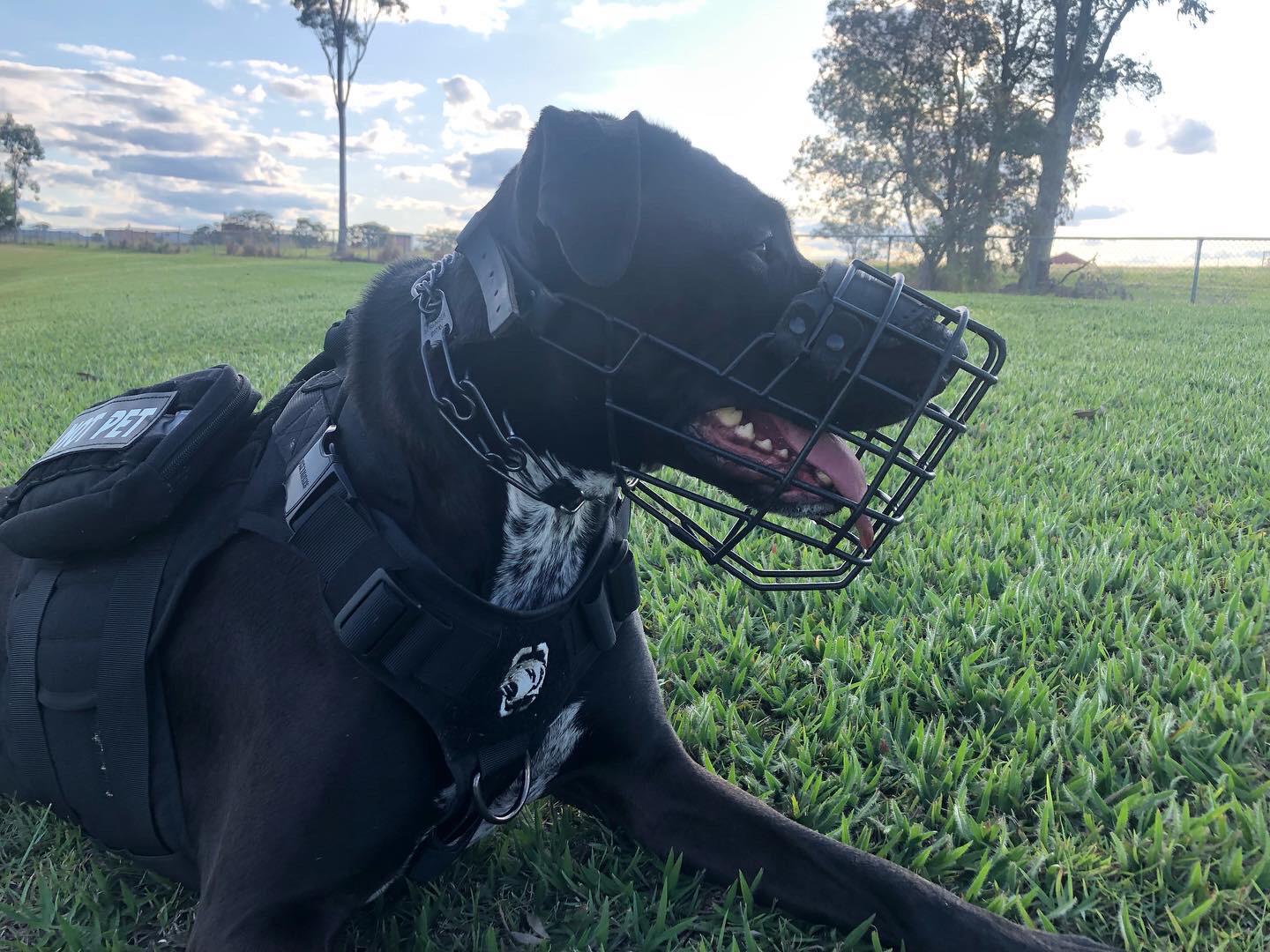 Do Pitbulls Have To Wear Muzzles