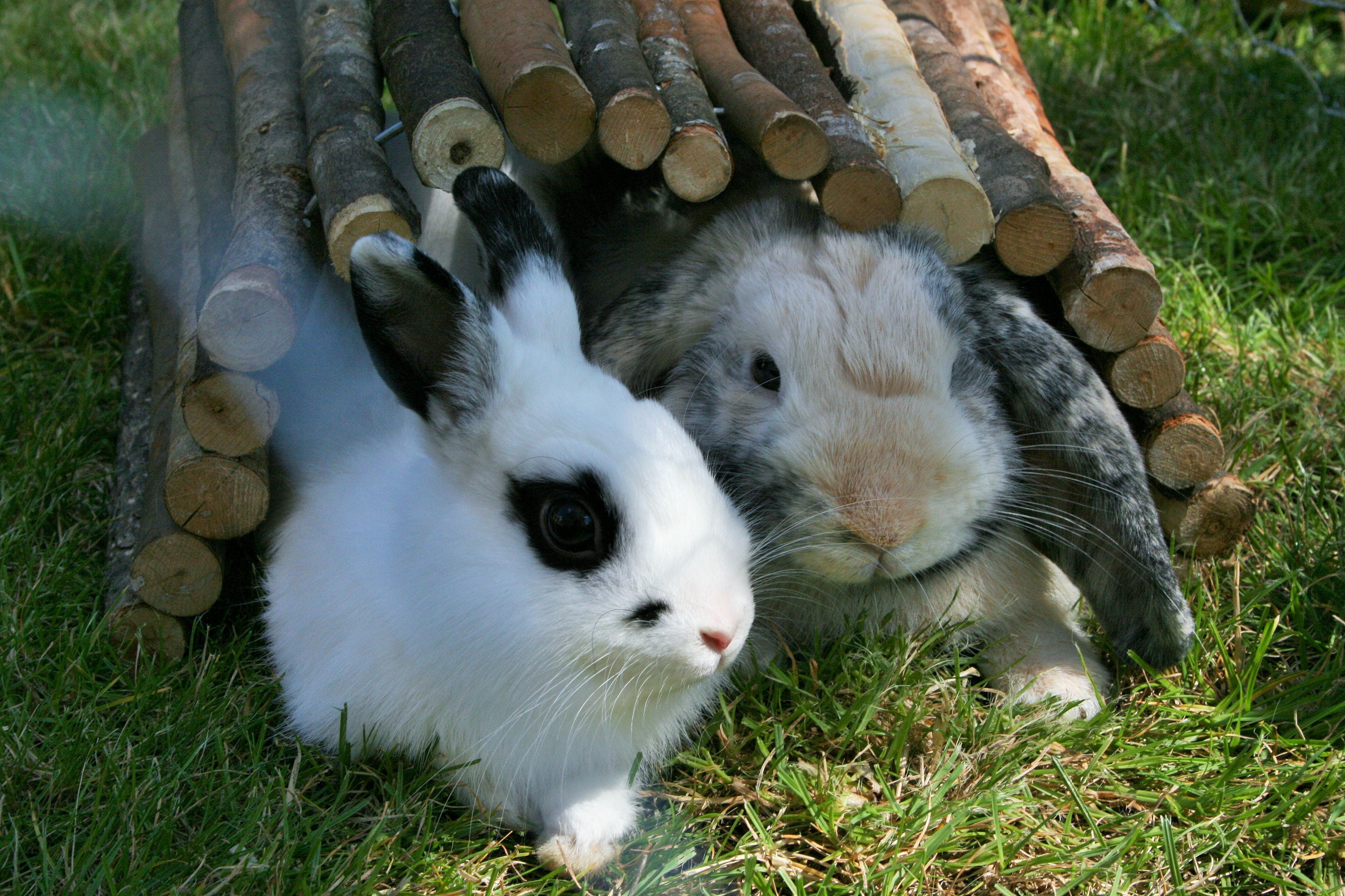 Enjoying the sunny weather together r/Rabbits