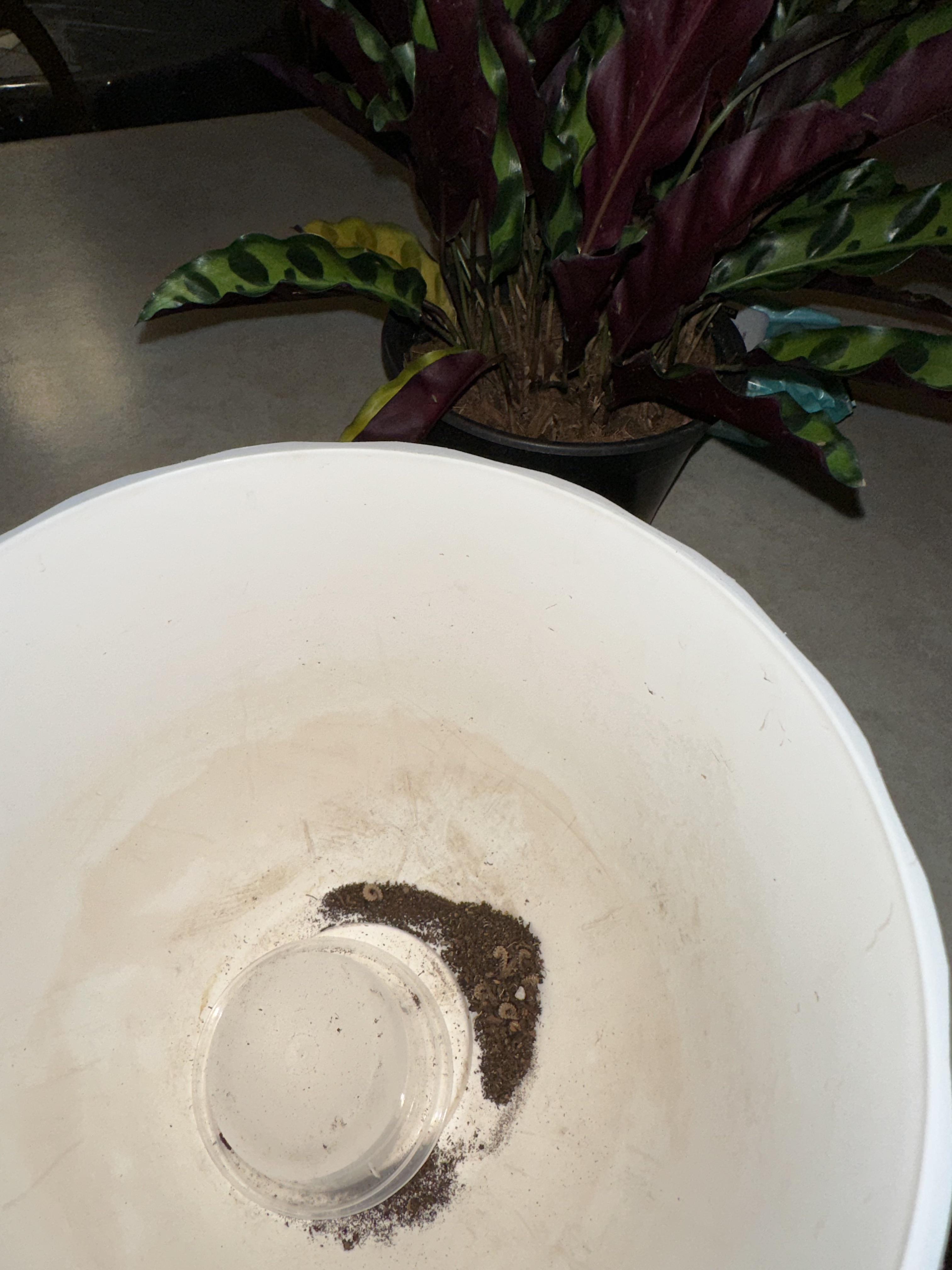 Weird worms found in my rattlesnake plant soil. What are they and do I