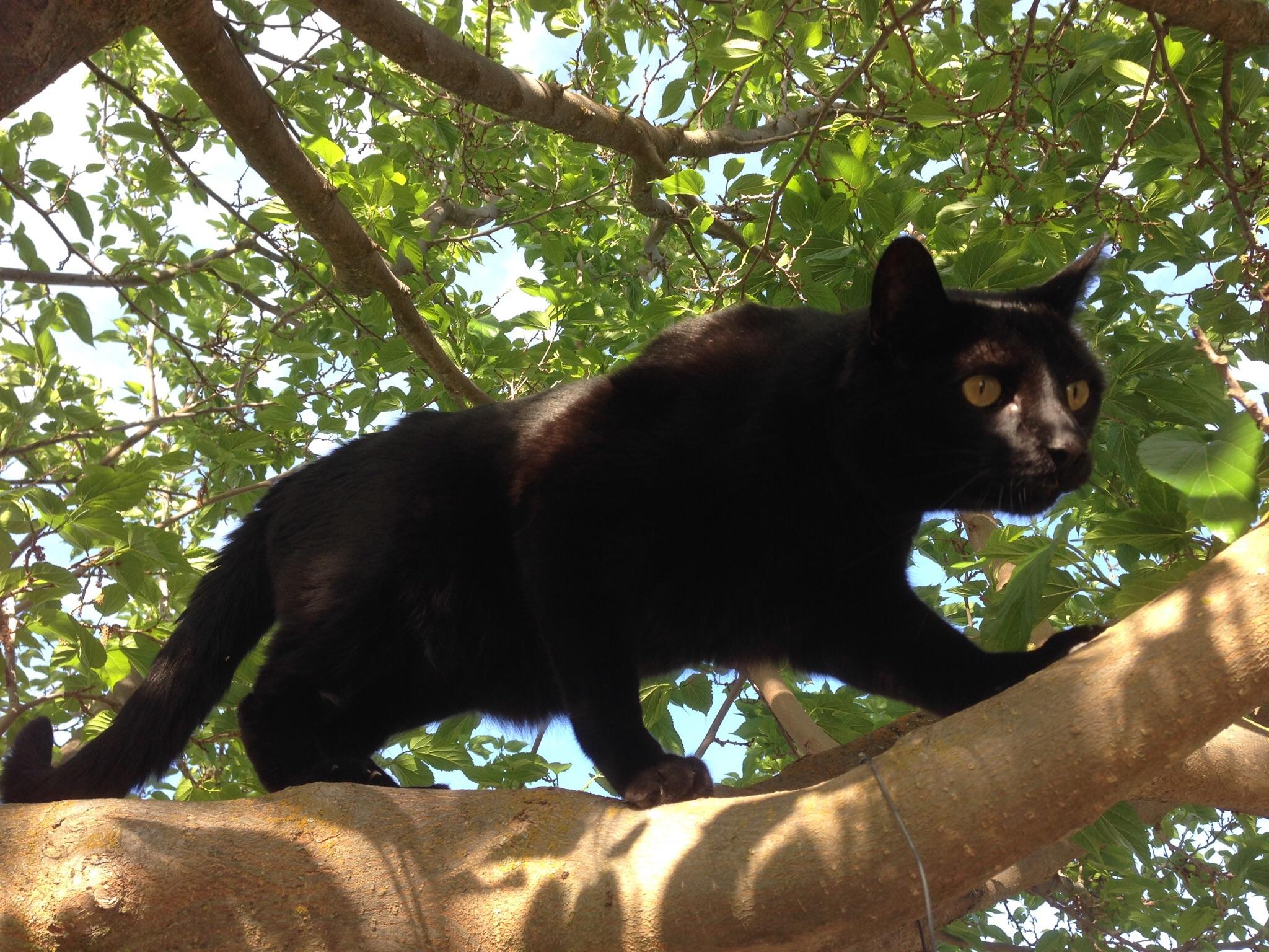 My little panther... r/blackcats