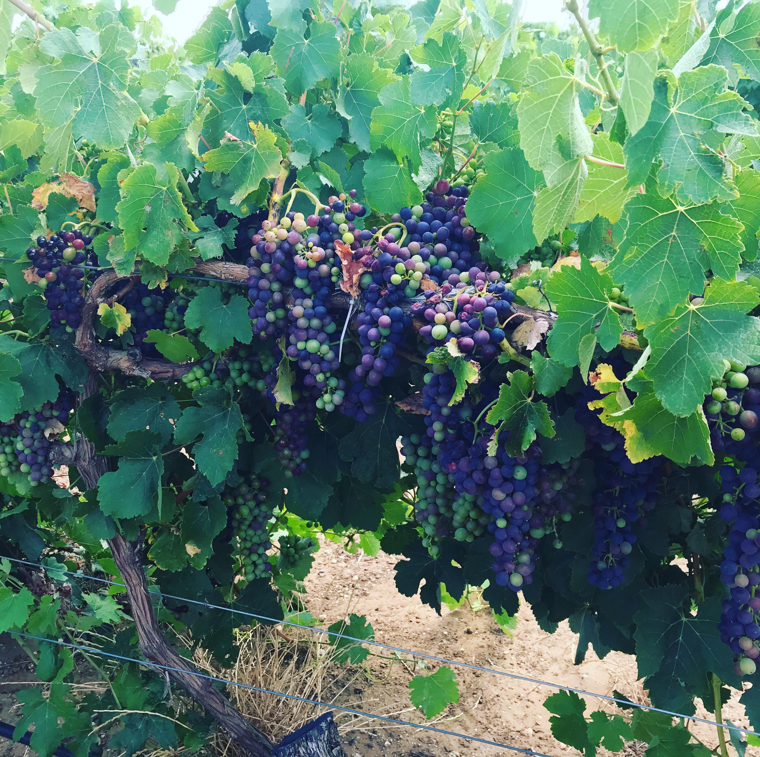 Shiraz grapes two months until harvest (Barossa Australia) r/pics