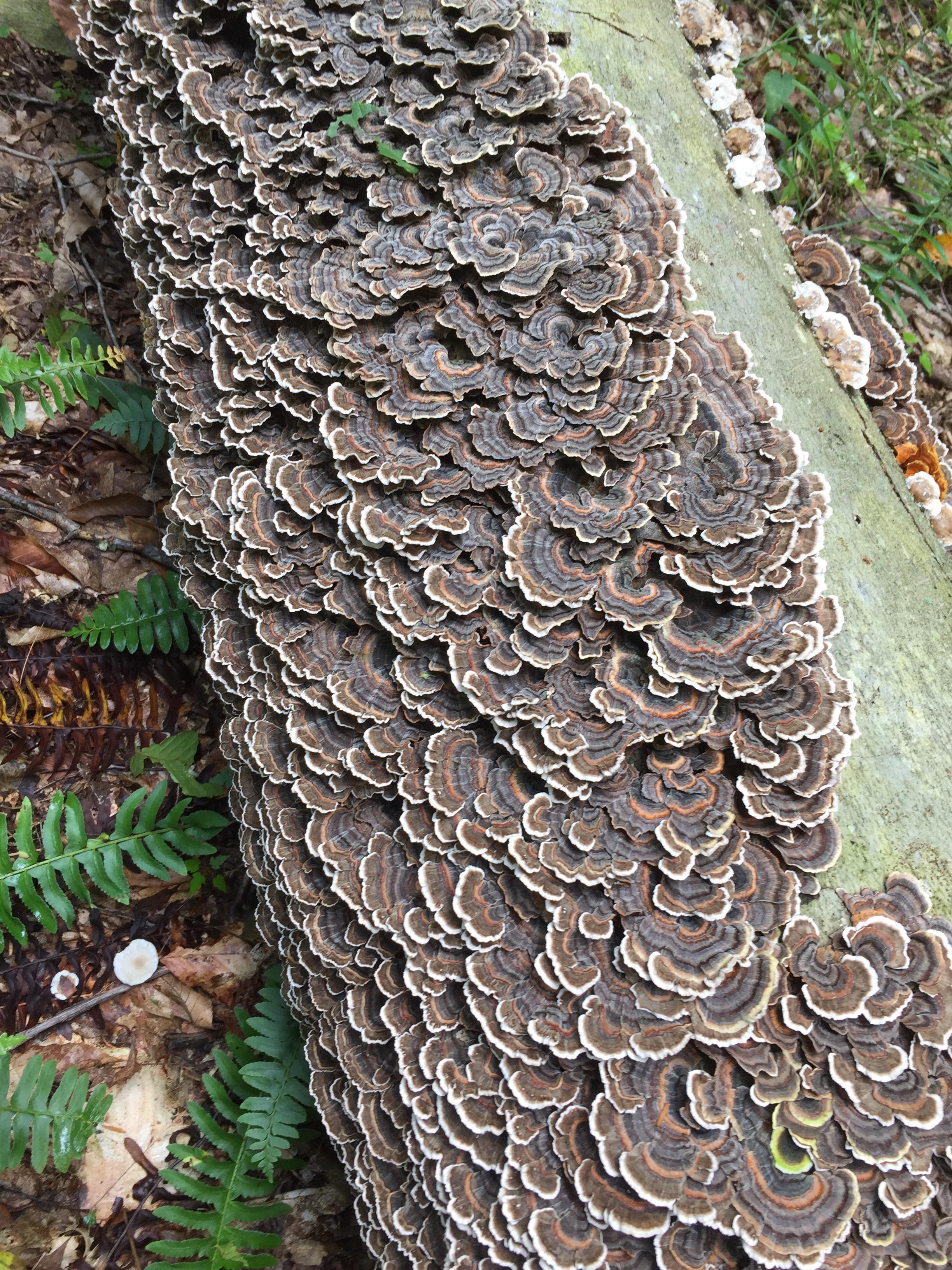 Turkey tail ? r/Mushrooms