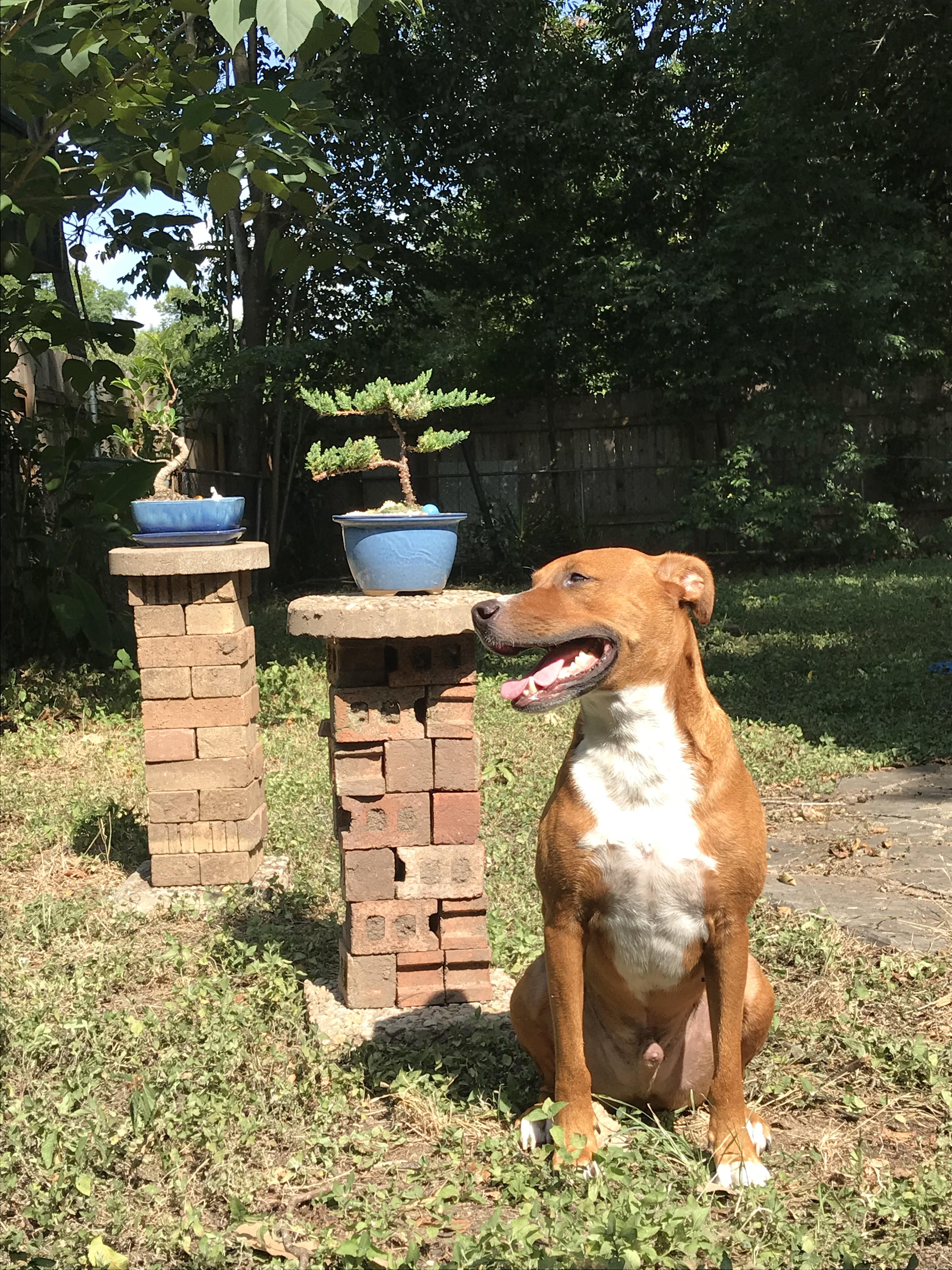 Made some stands for our bonsai trees! (dog for scale) r/Bonsai