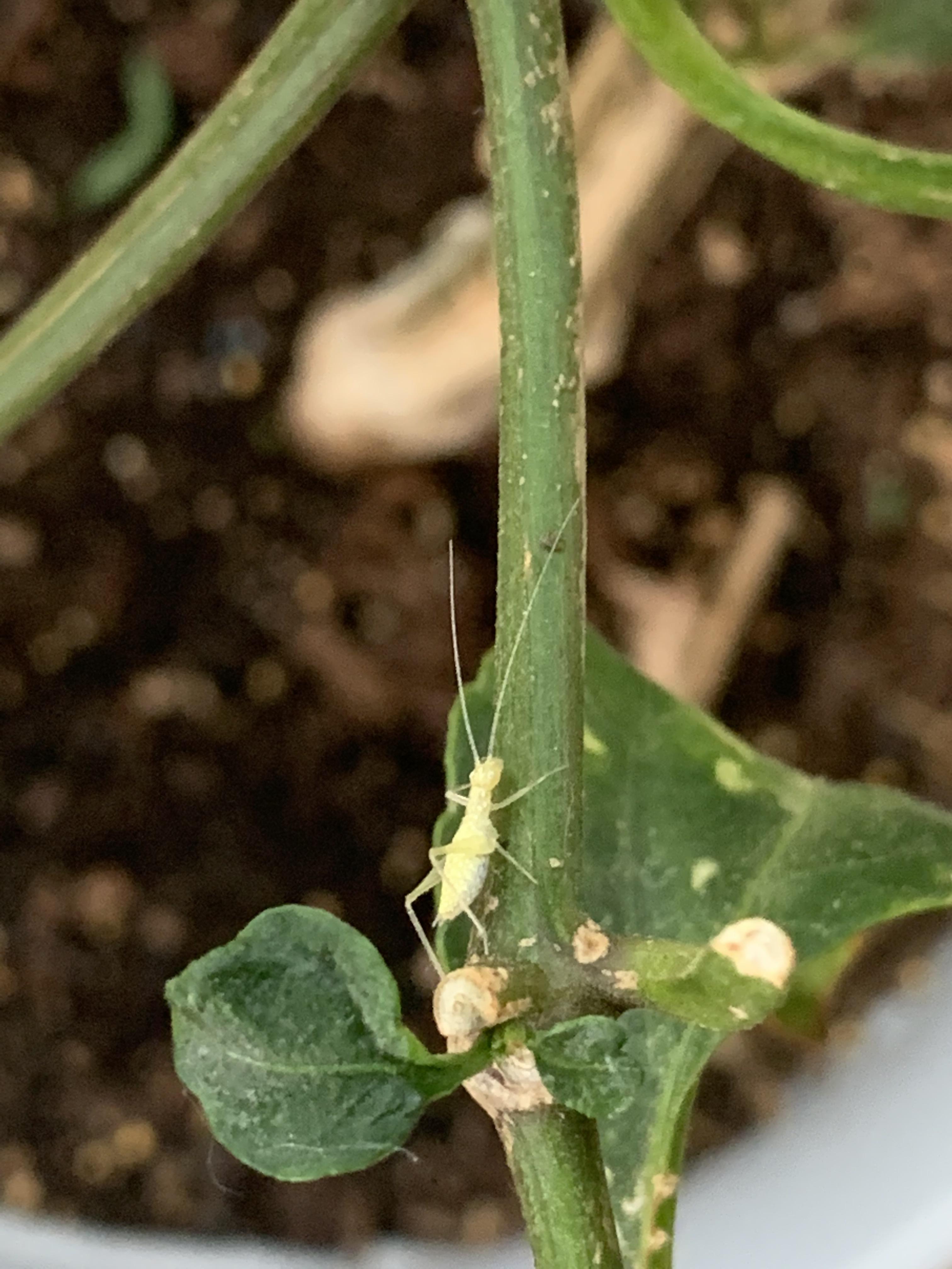 Need help identifying this bug. It was hanging out on my jalapeño plant
