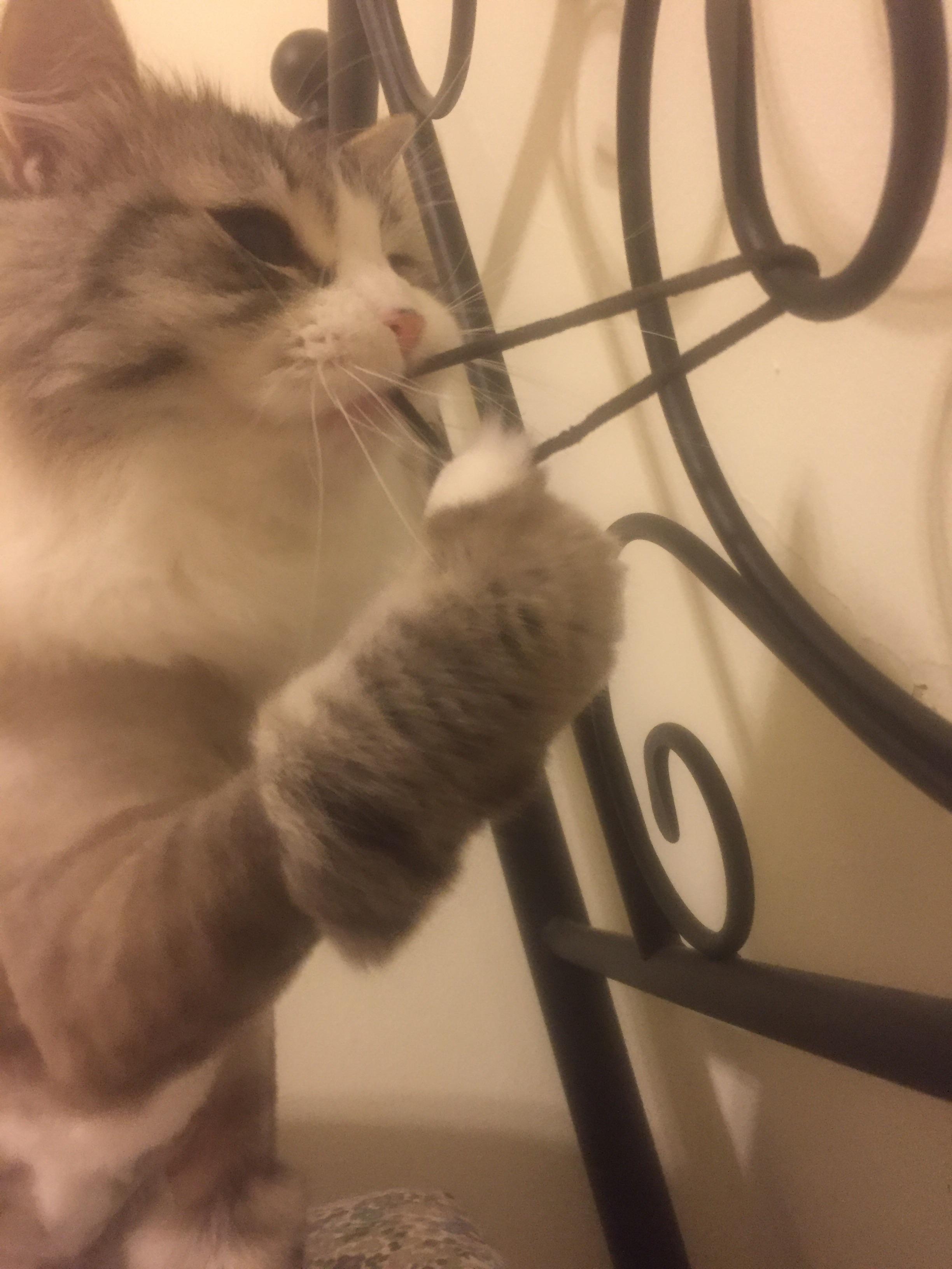 I'll get you someday, hair tie... r/cats