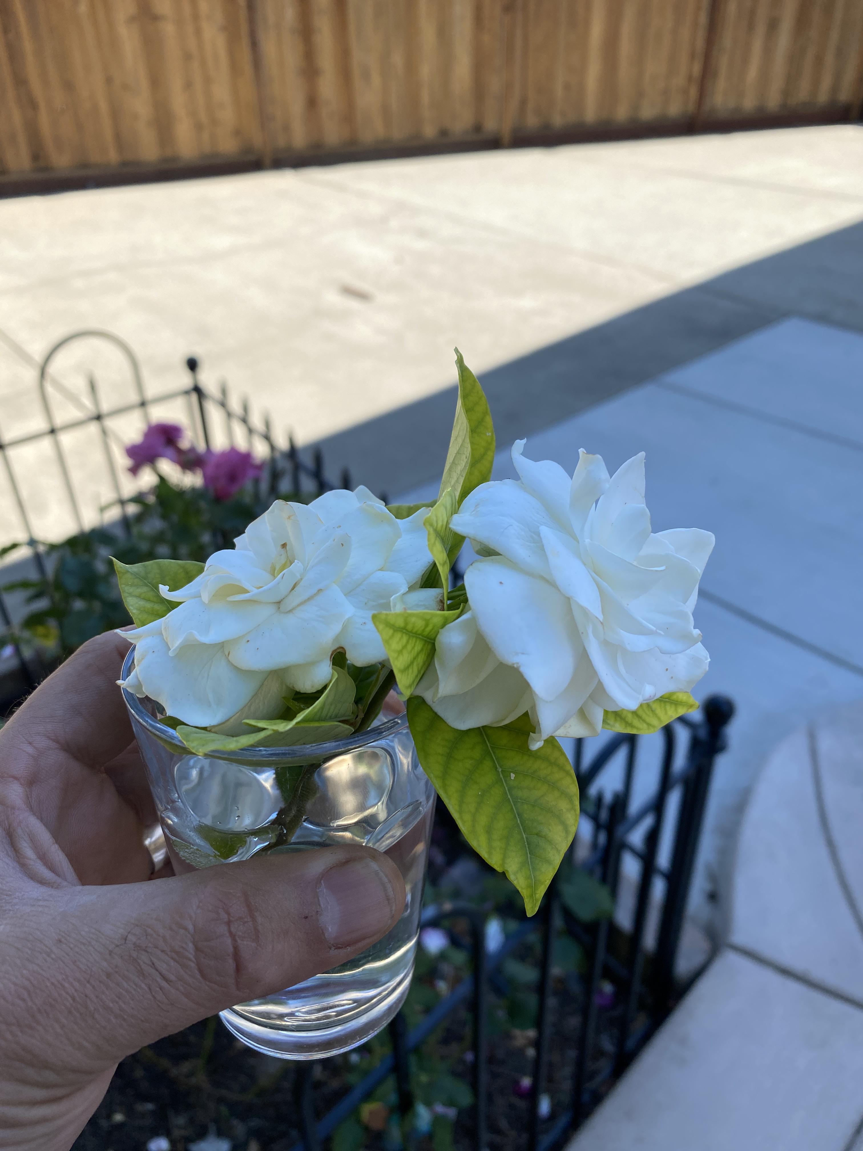 Help me identify this plant. Looks like camellia , it’s a full sun bush