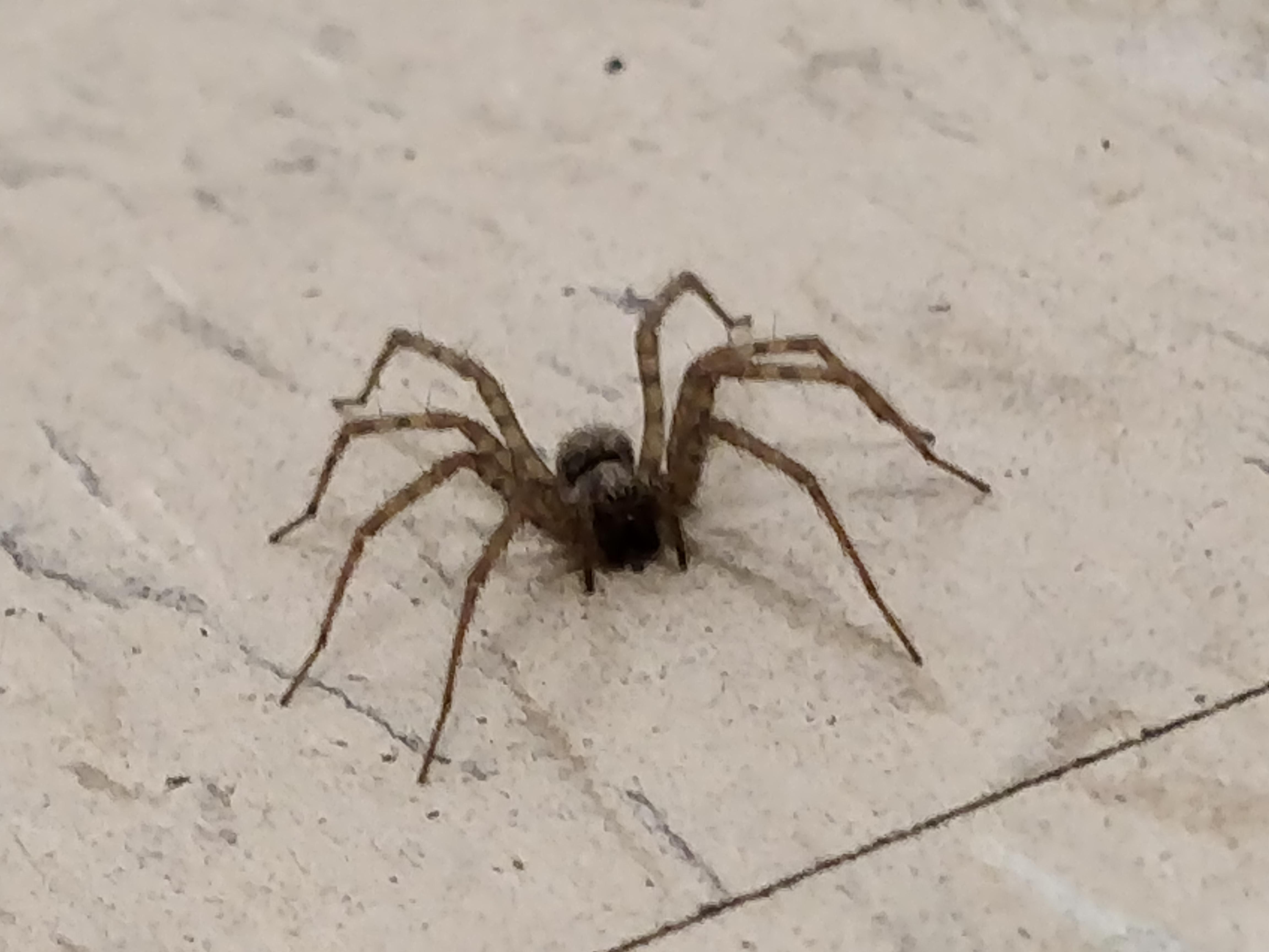 Cordova Alaska. Whant kind of spider is this? r/spiders