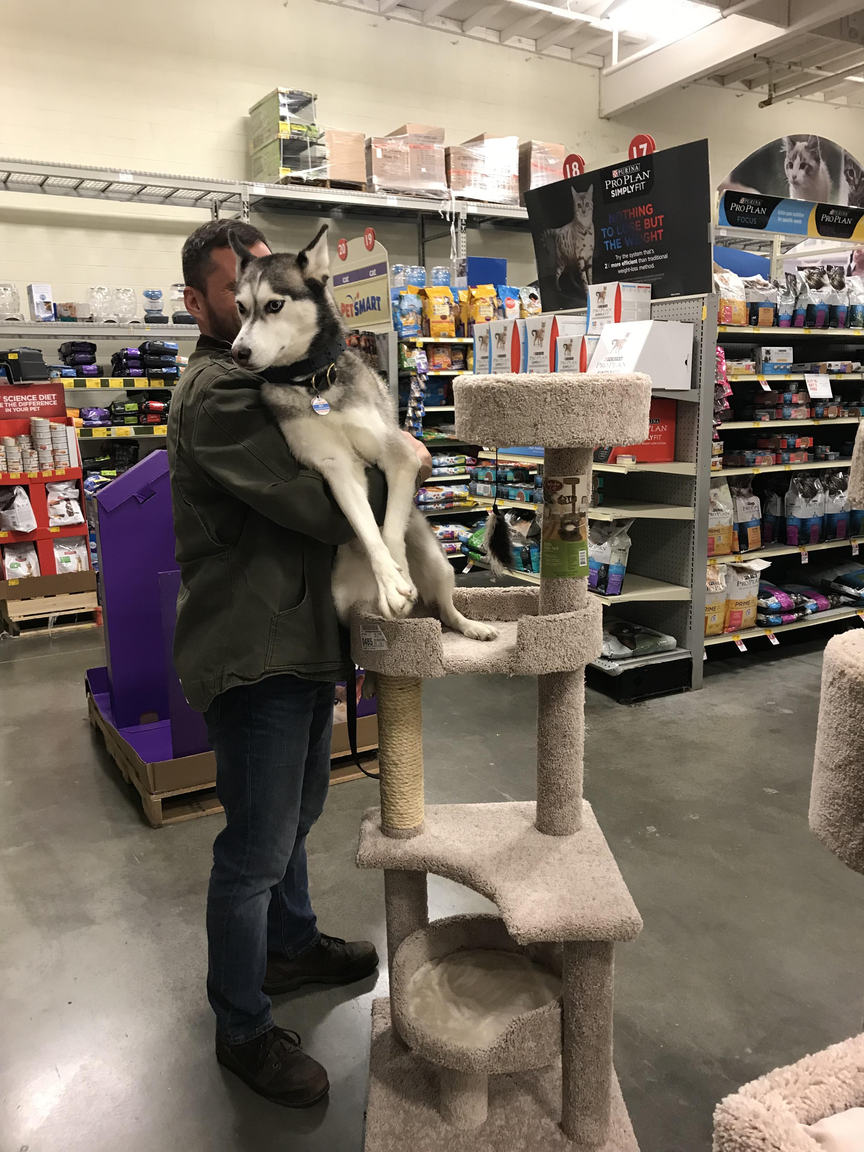 Take the dog to Petsmart she said. It will be fun she said. This husky