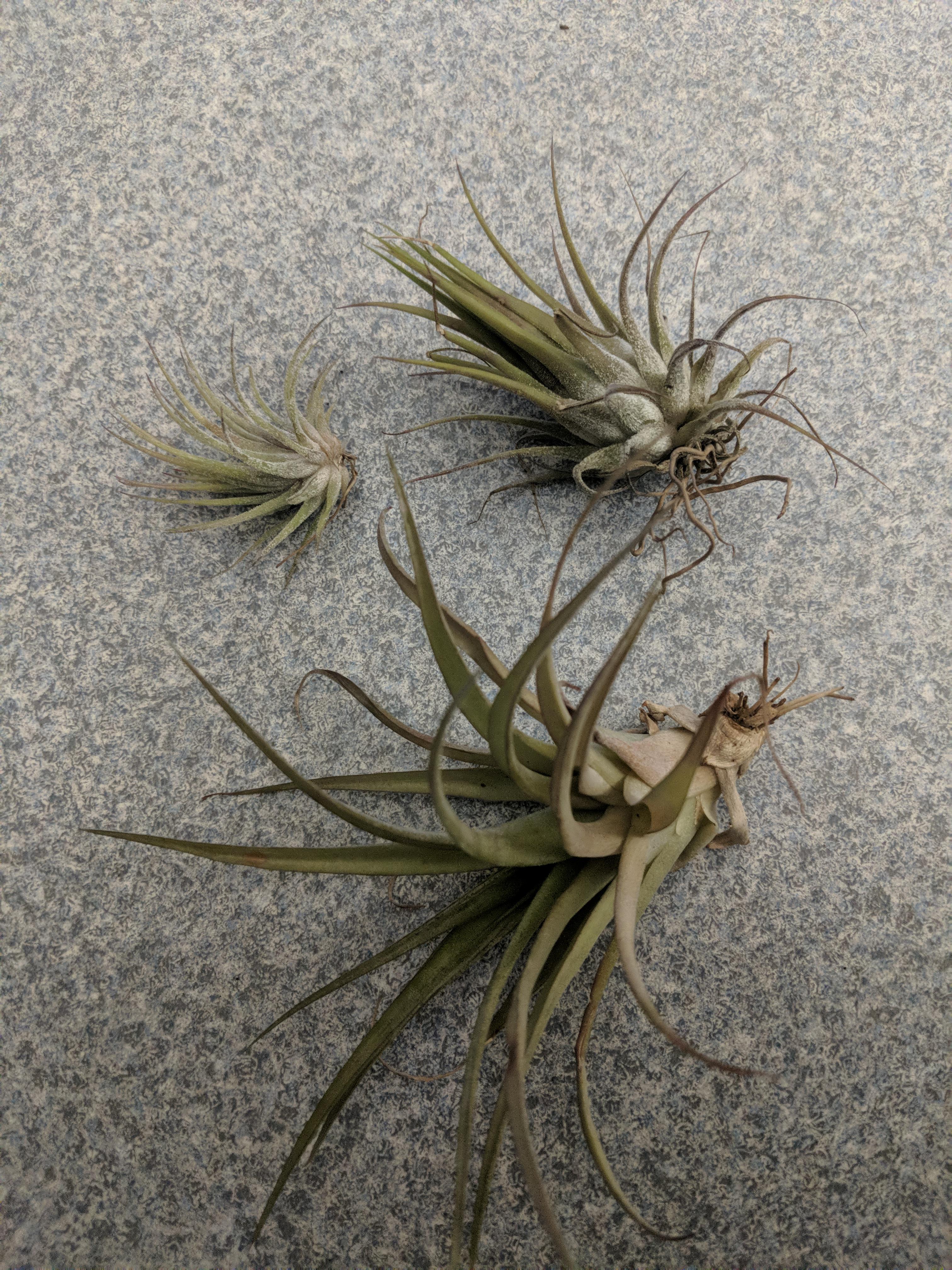 Got given these, would like to know ID and general health, not new to