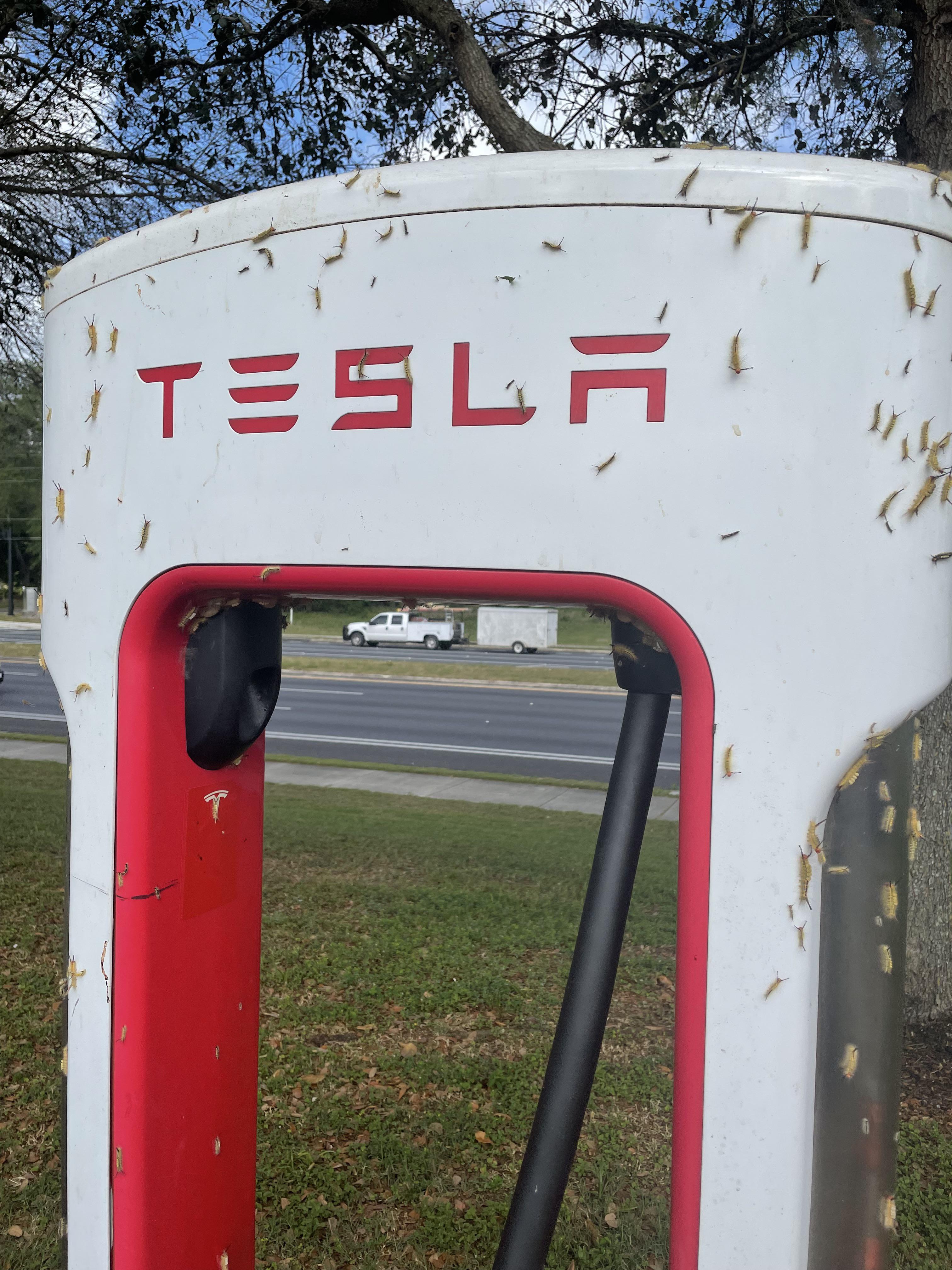 Supercharger Bugs? Ocala, FL r/TeslaLounge