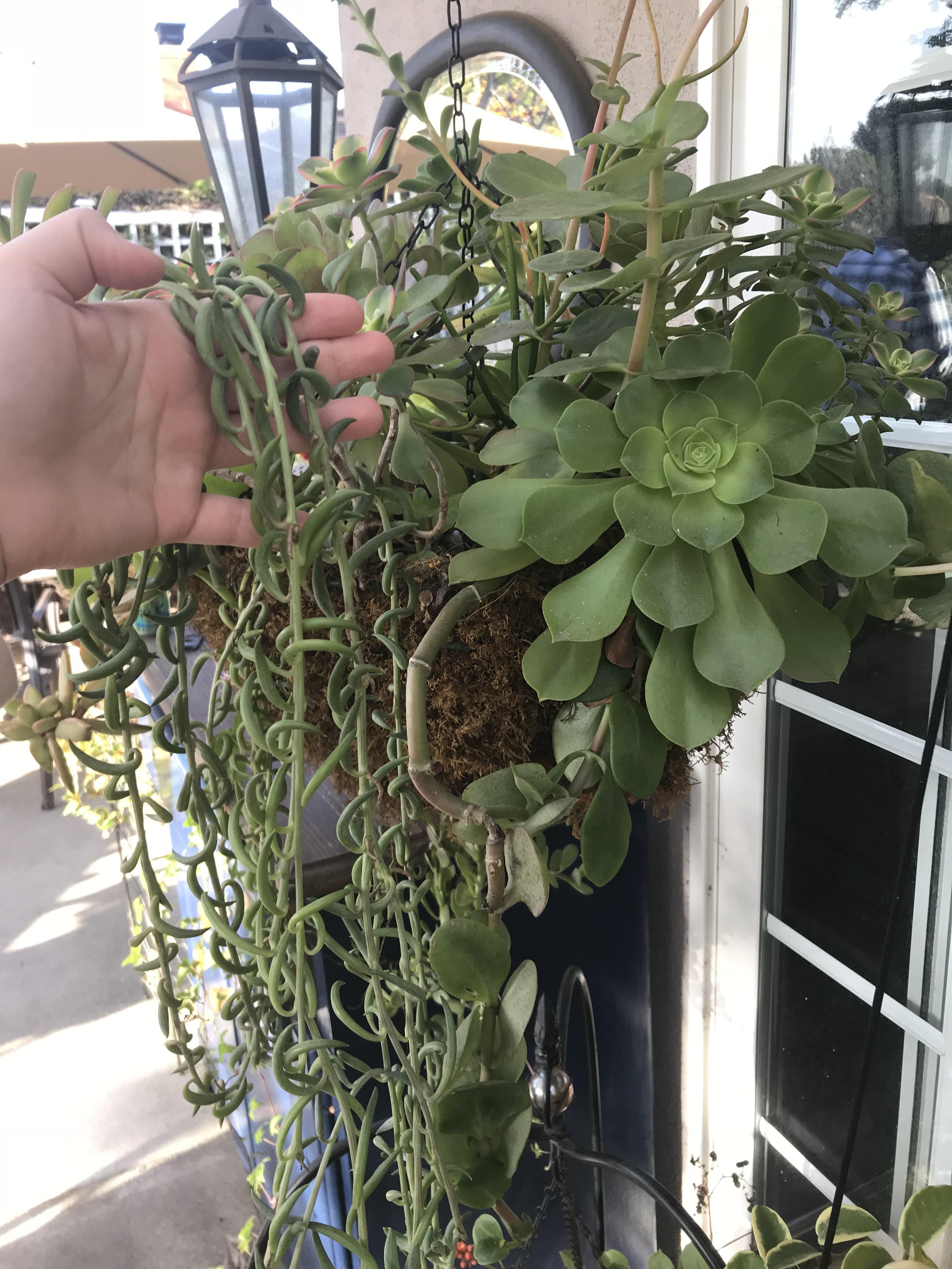 Succulent Vine Identification Best Succulent Ideas