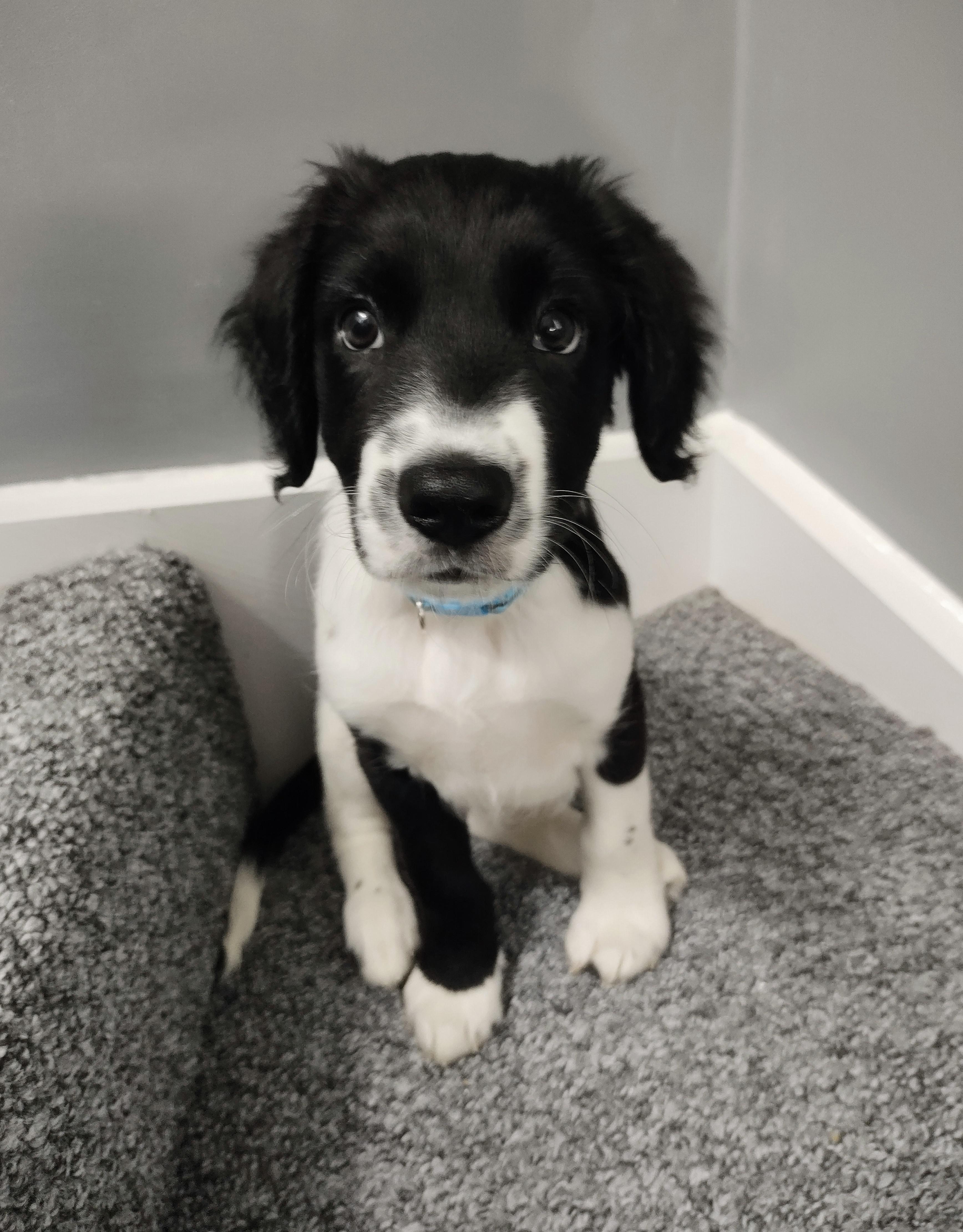 Cocker Spaniel Border Collie Mix