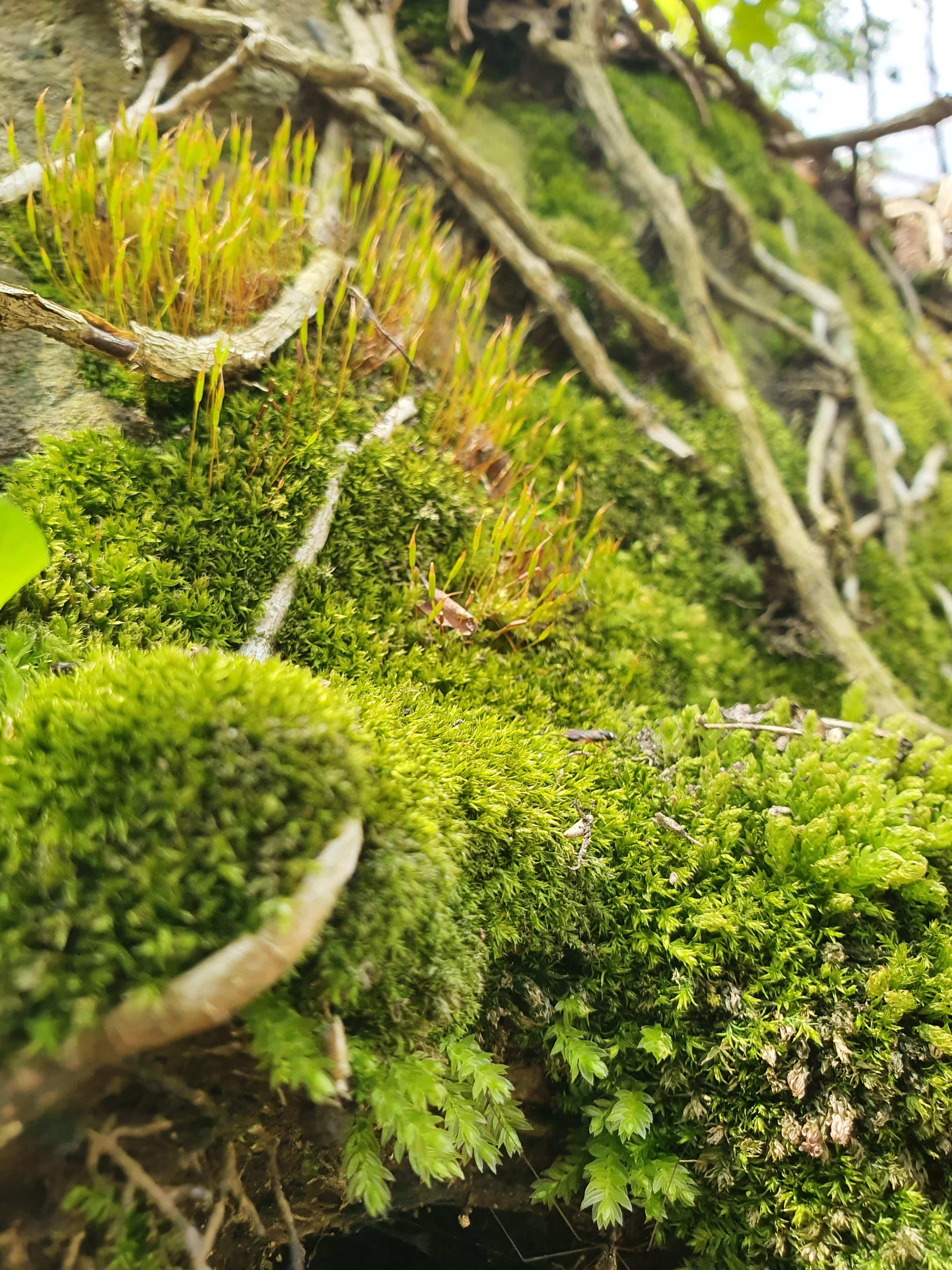 Moss I found on a walk : r/Moss