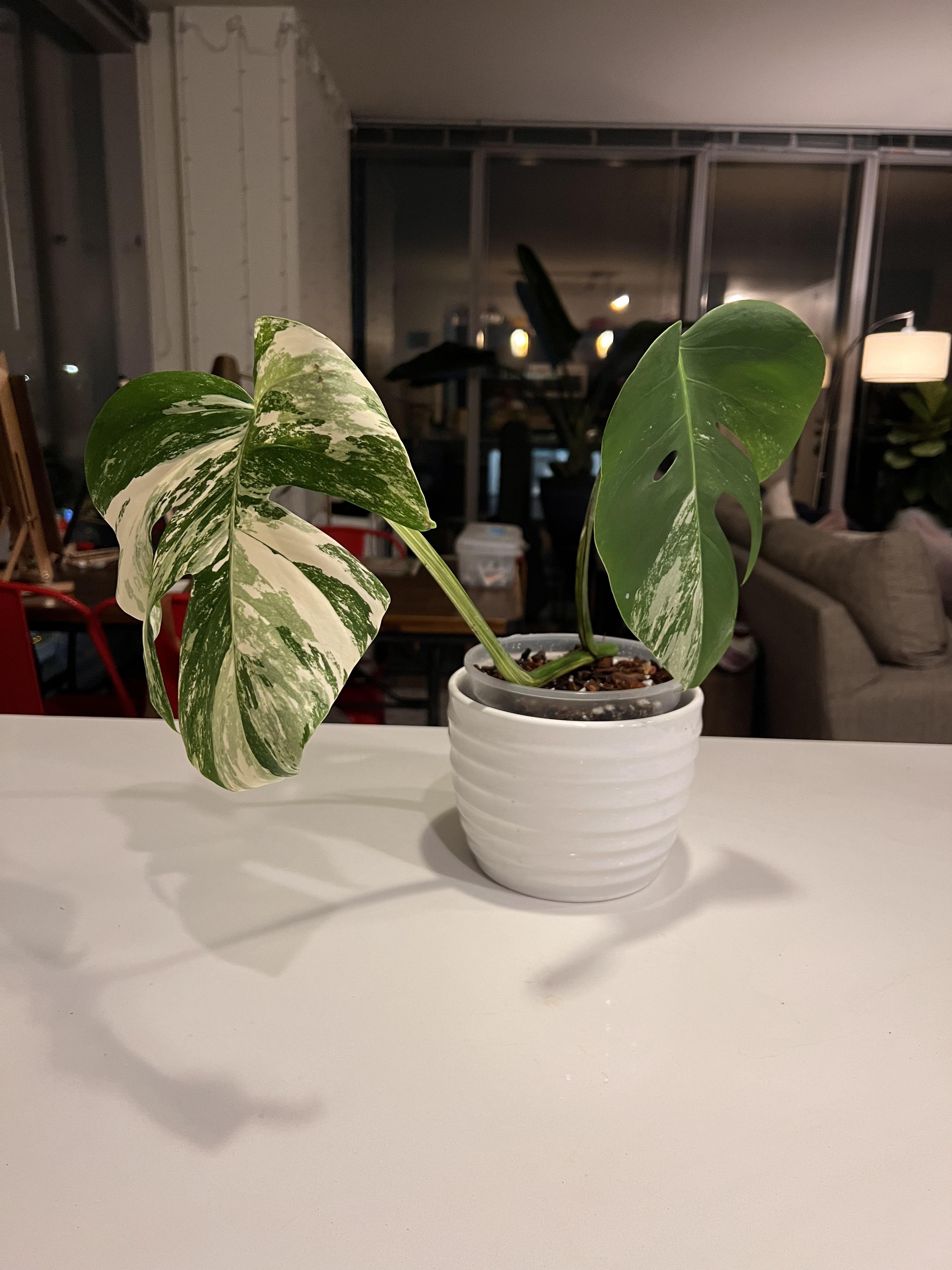 How often should I water a newlypotted albo? Fresh out of water. I