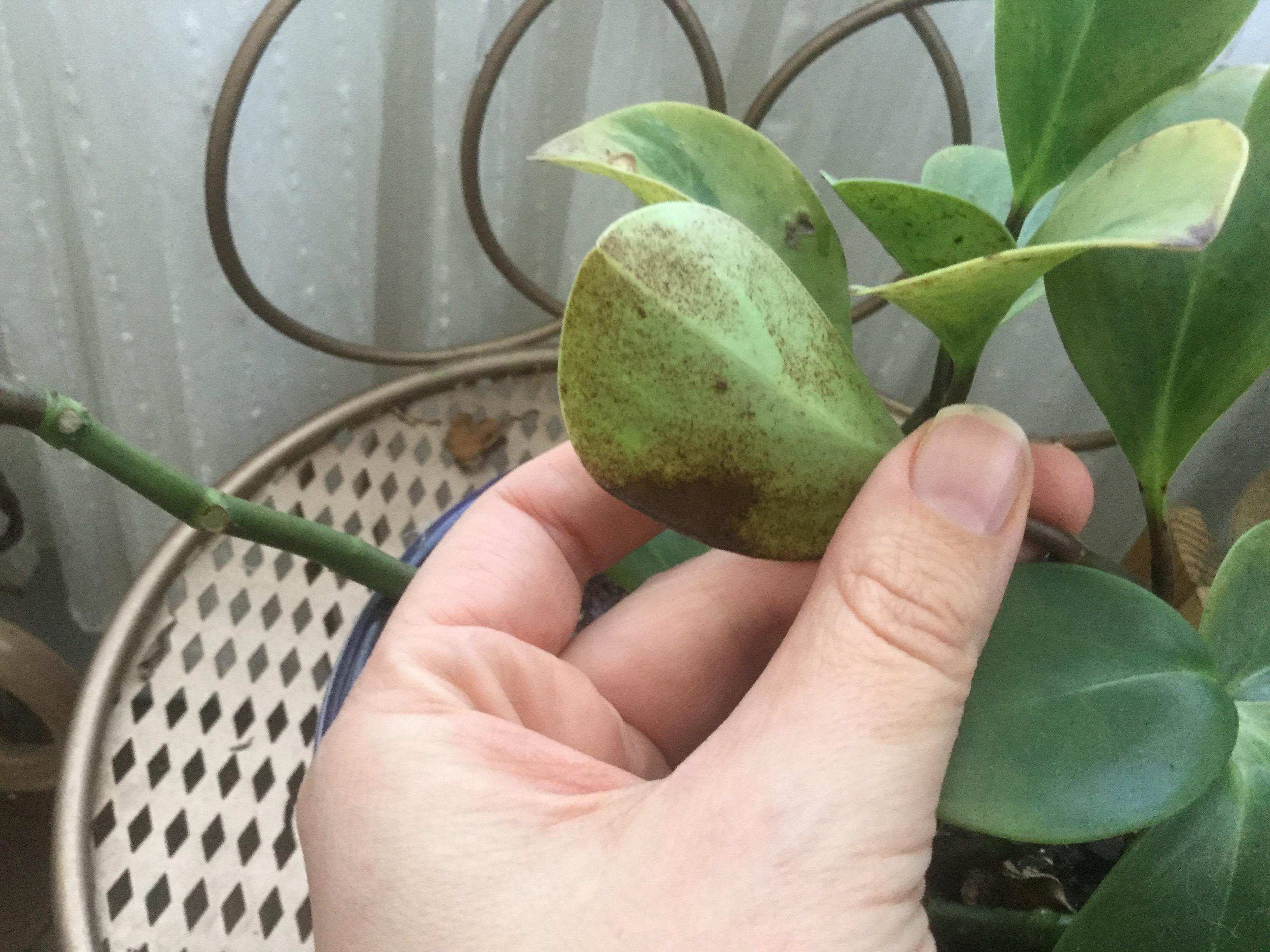 Please help me save my baby rubber plant. Brown spots on the back of