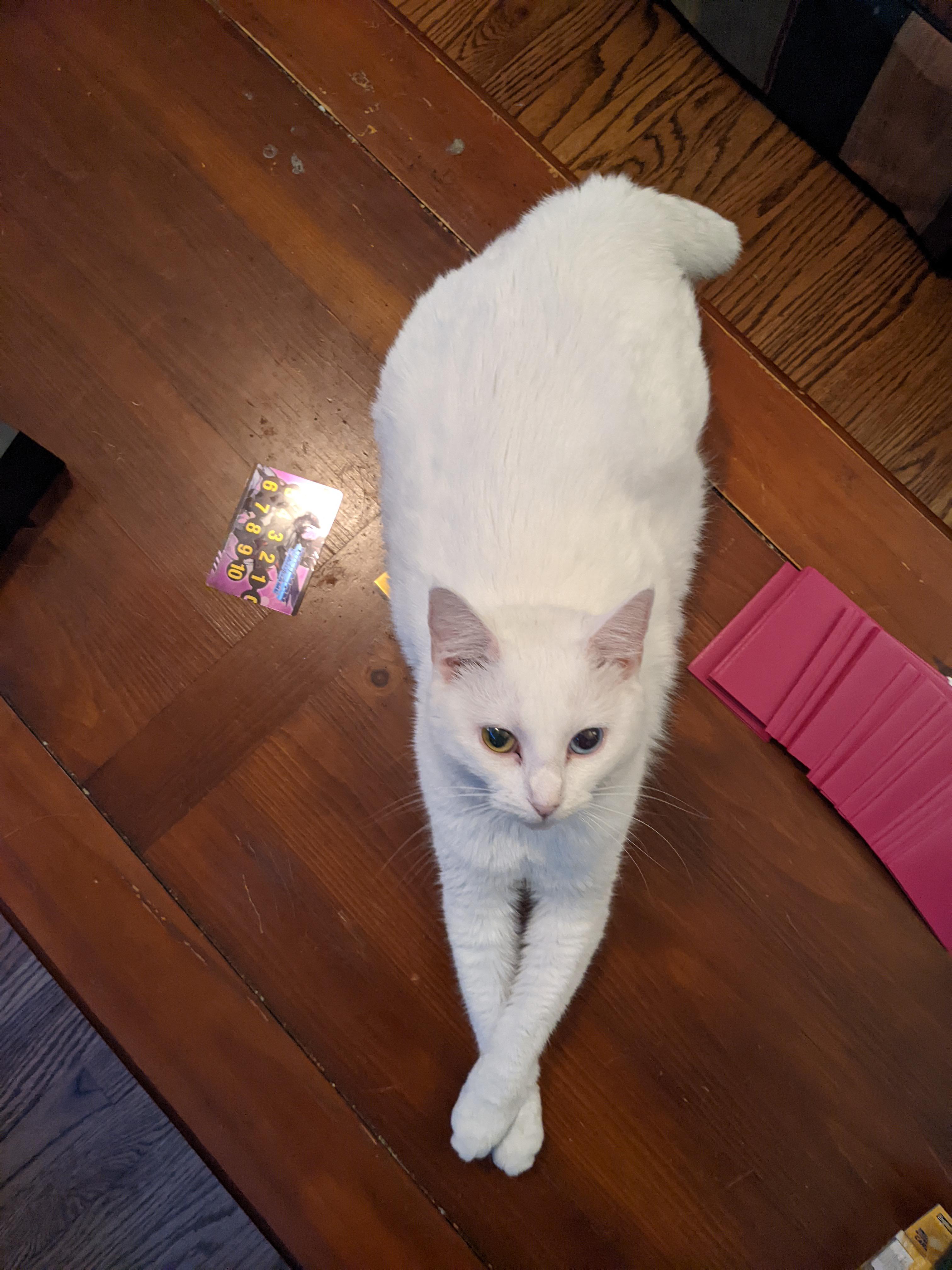 153 best r/whitecats images on Pholder My pretty boy 🤍