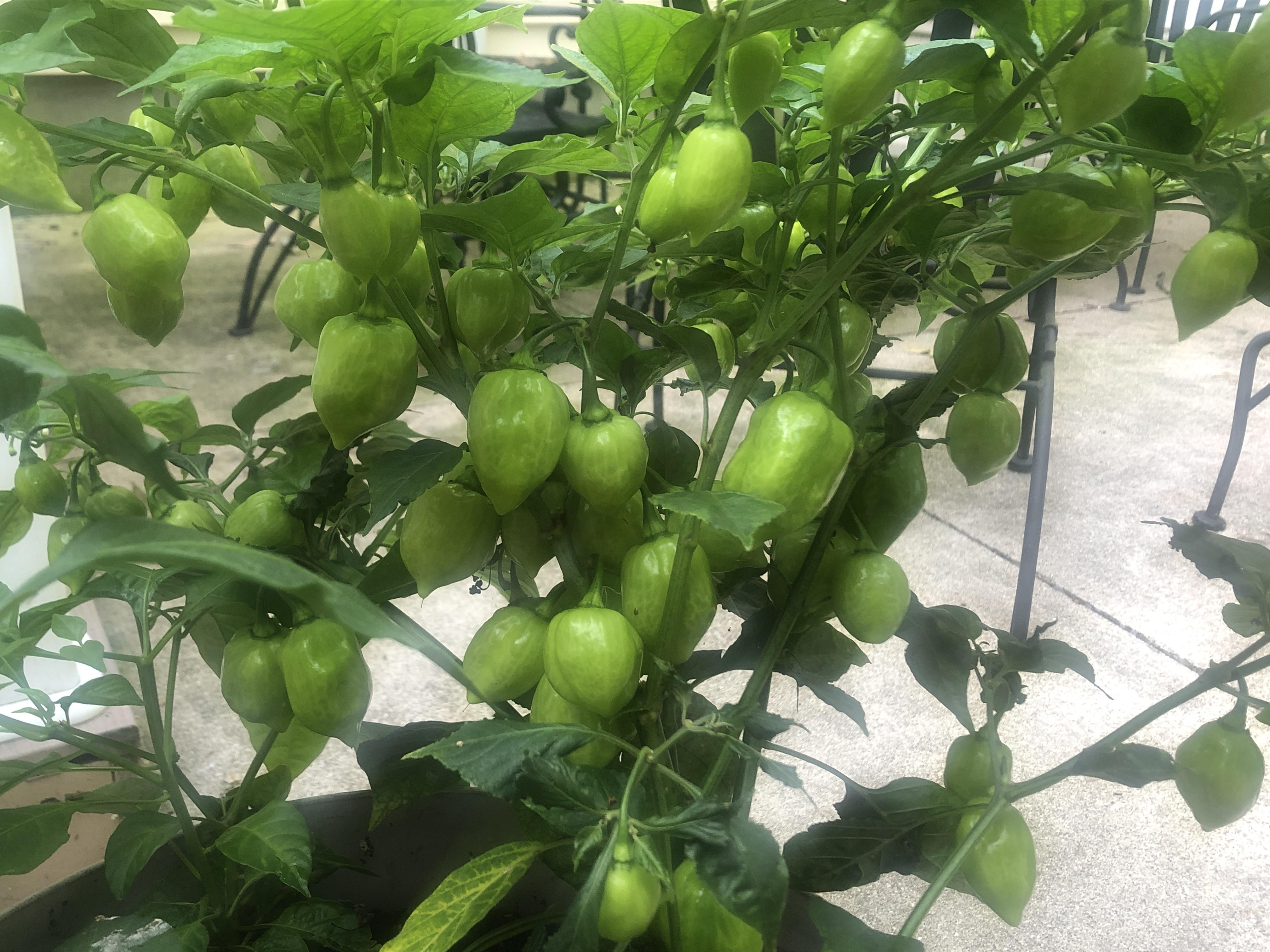Peppers aren't turning? r/Peppers