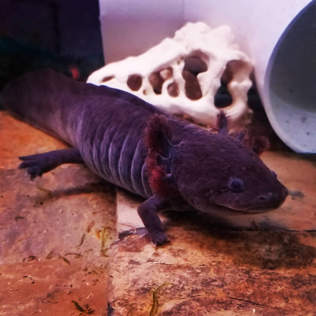 Opinions, ghost shrimp in axolotl tank? axolotls