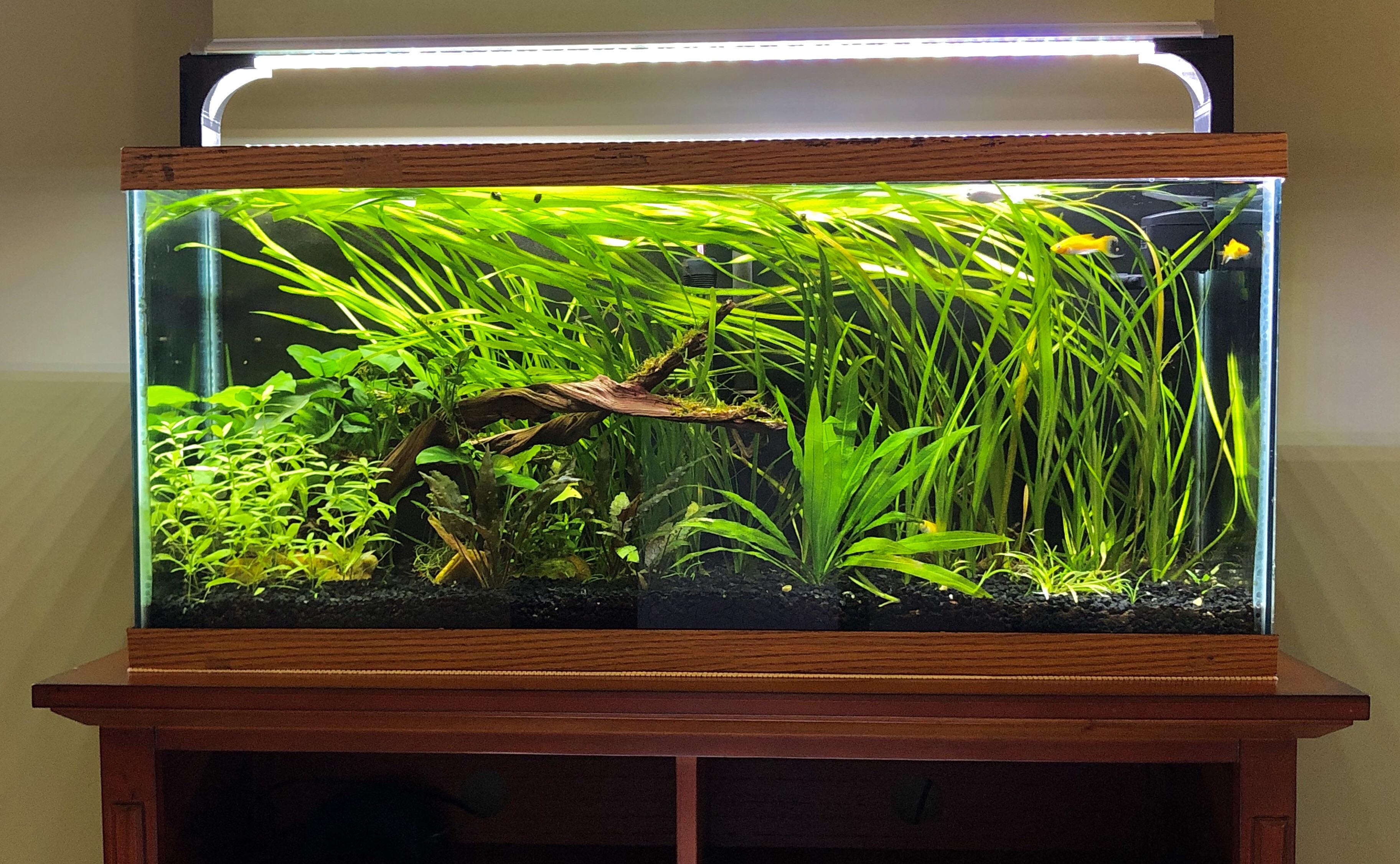 Vallisneria centered dirted tank r/PlantedTank