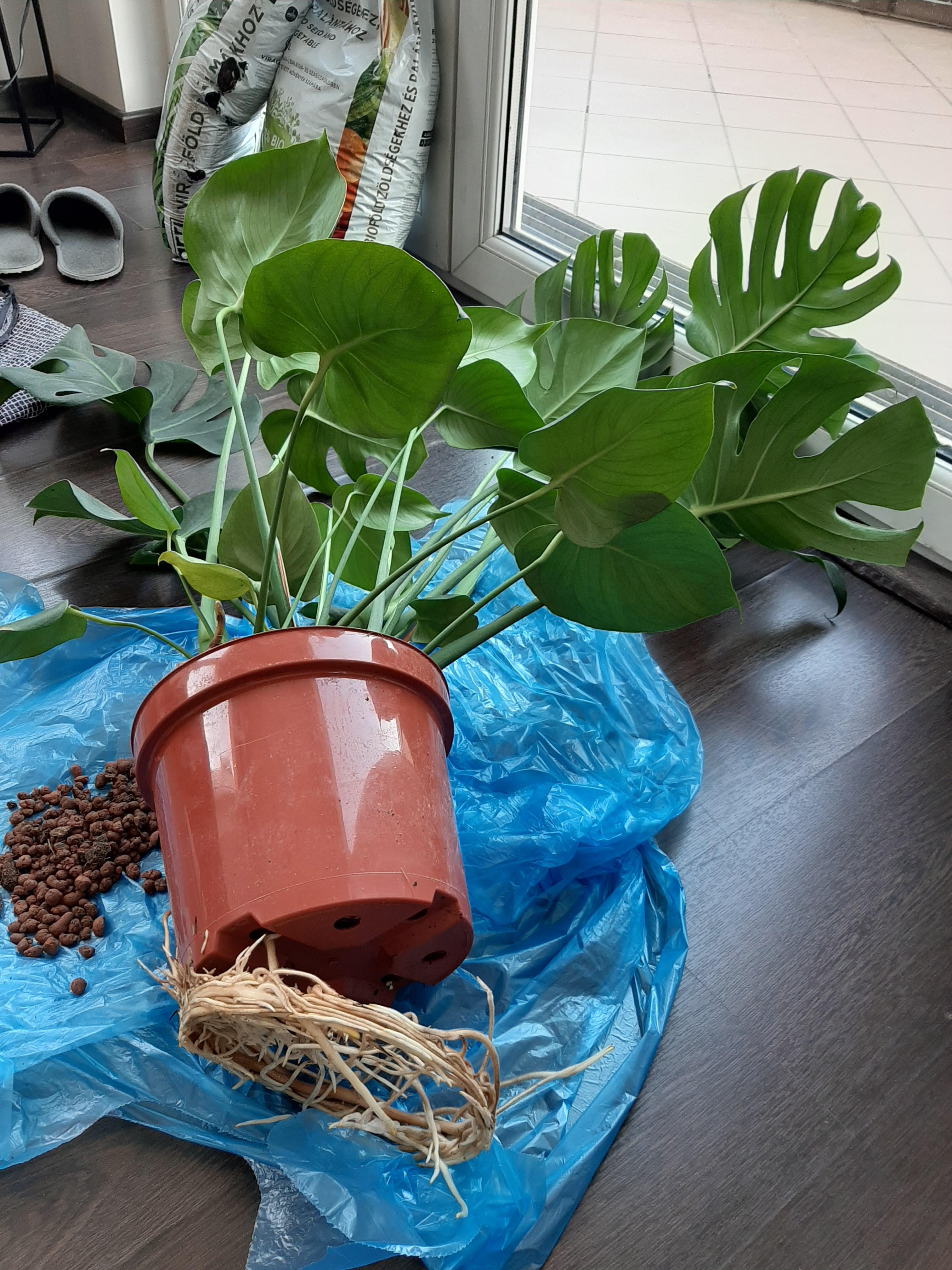 I think she needs bigger pot r/houseplants