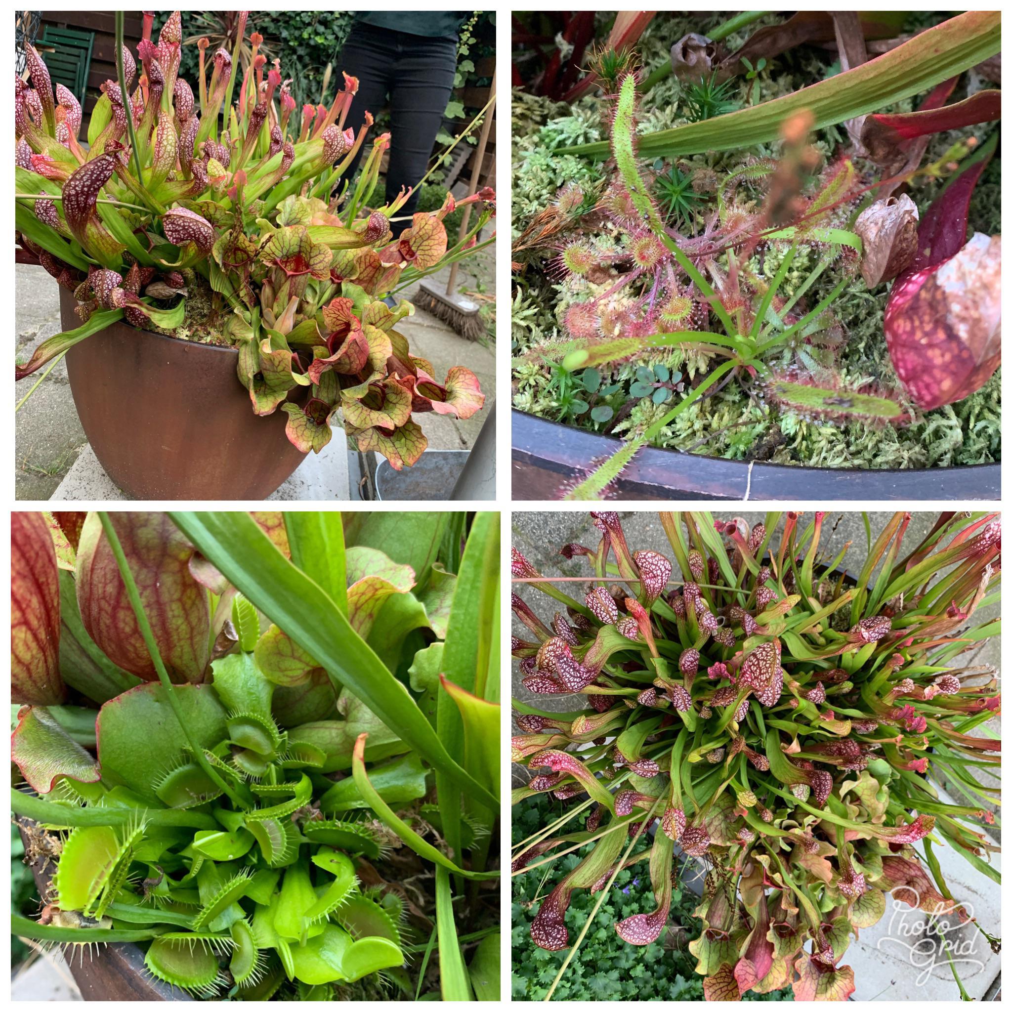 My carnivorous plant bog garden r/gardening