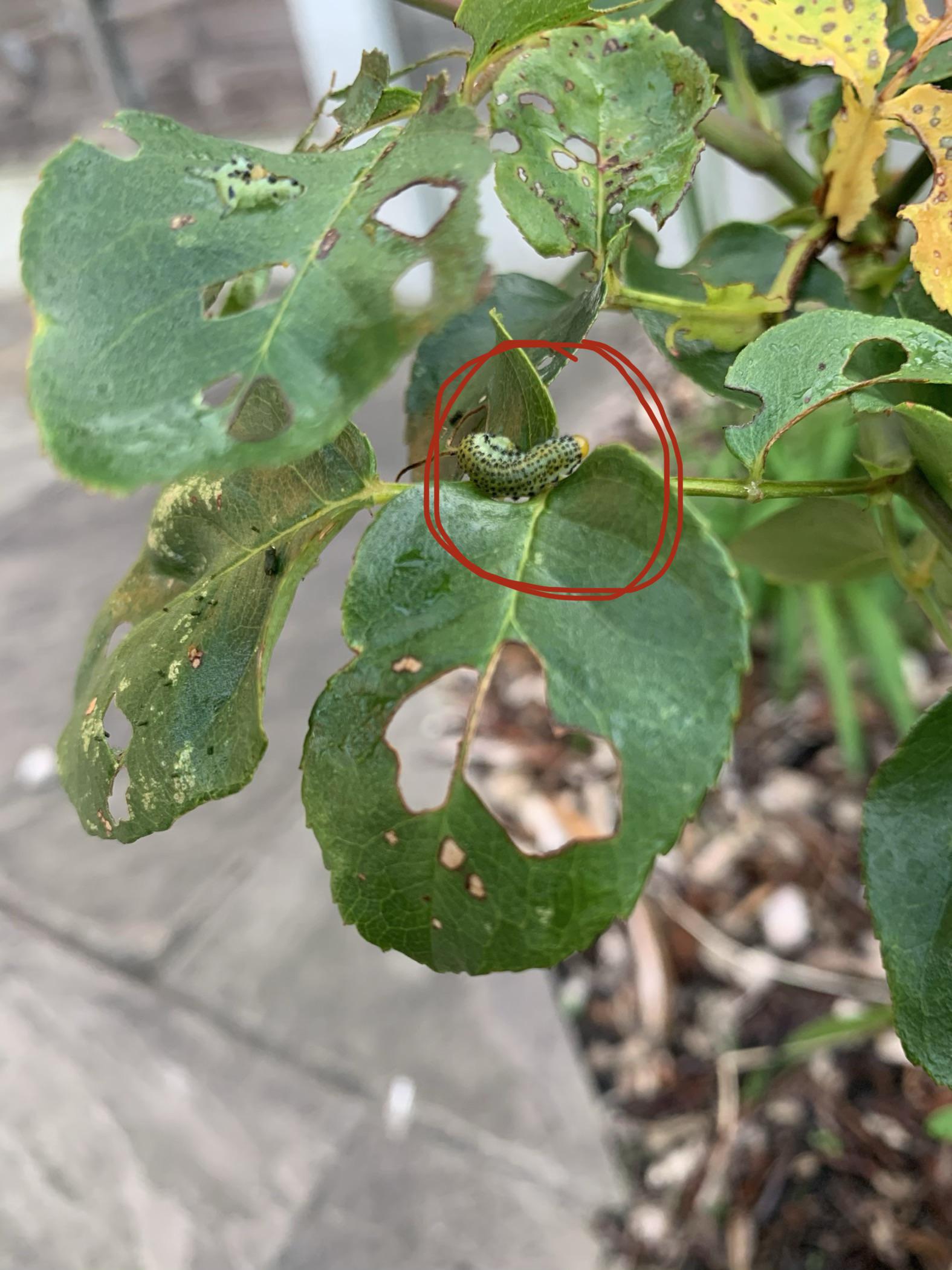 These larvae are destroying my roses, what are they and how do I get