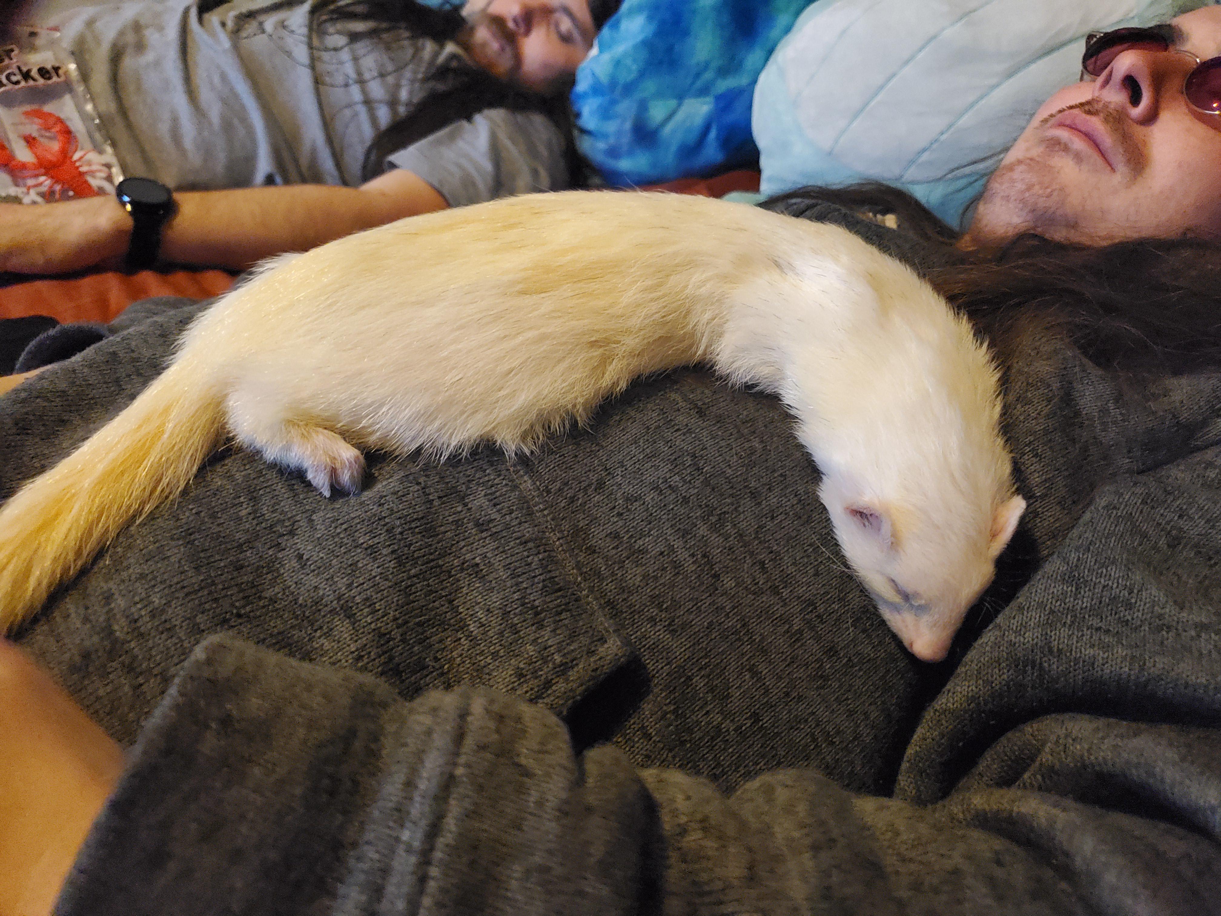 Sleepy Old Man Gnar. Lymphoma Diagnosis So Making The Most Of Every Day