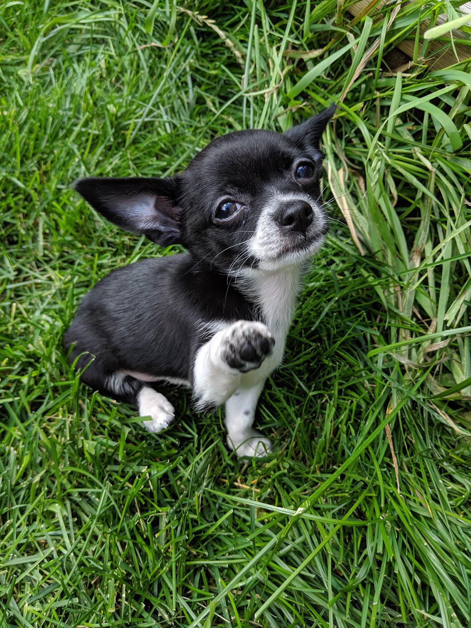 our new family member, Milo r/Chihuahua