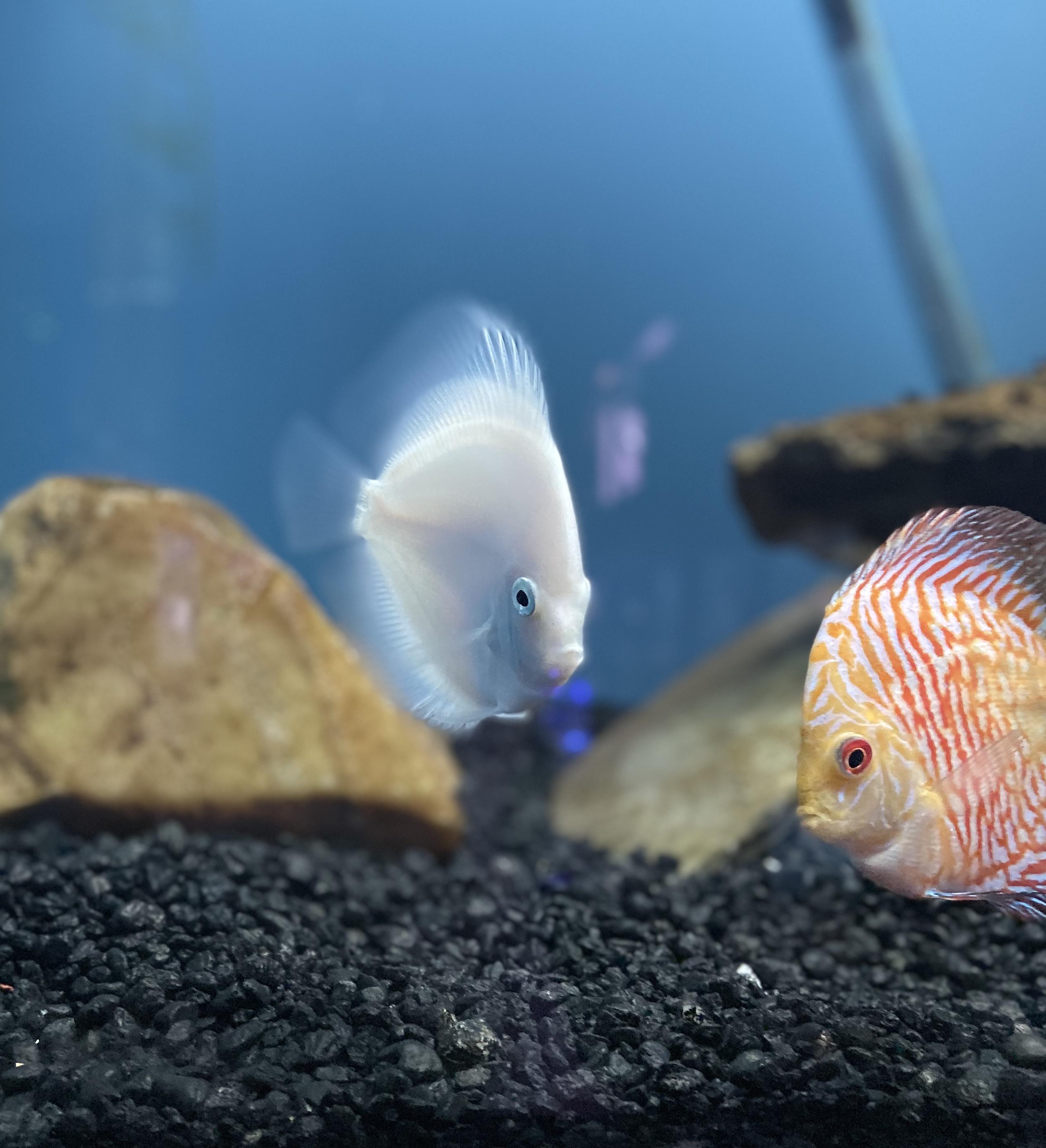 White Discus Fish