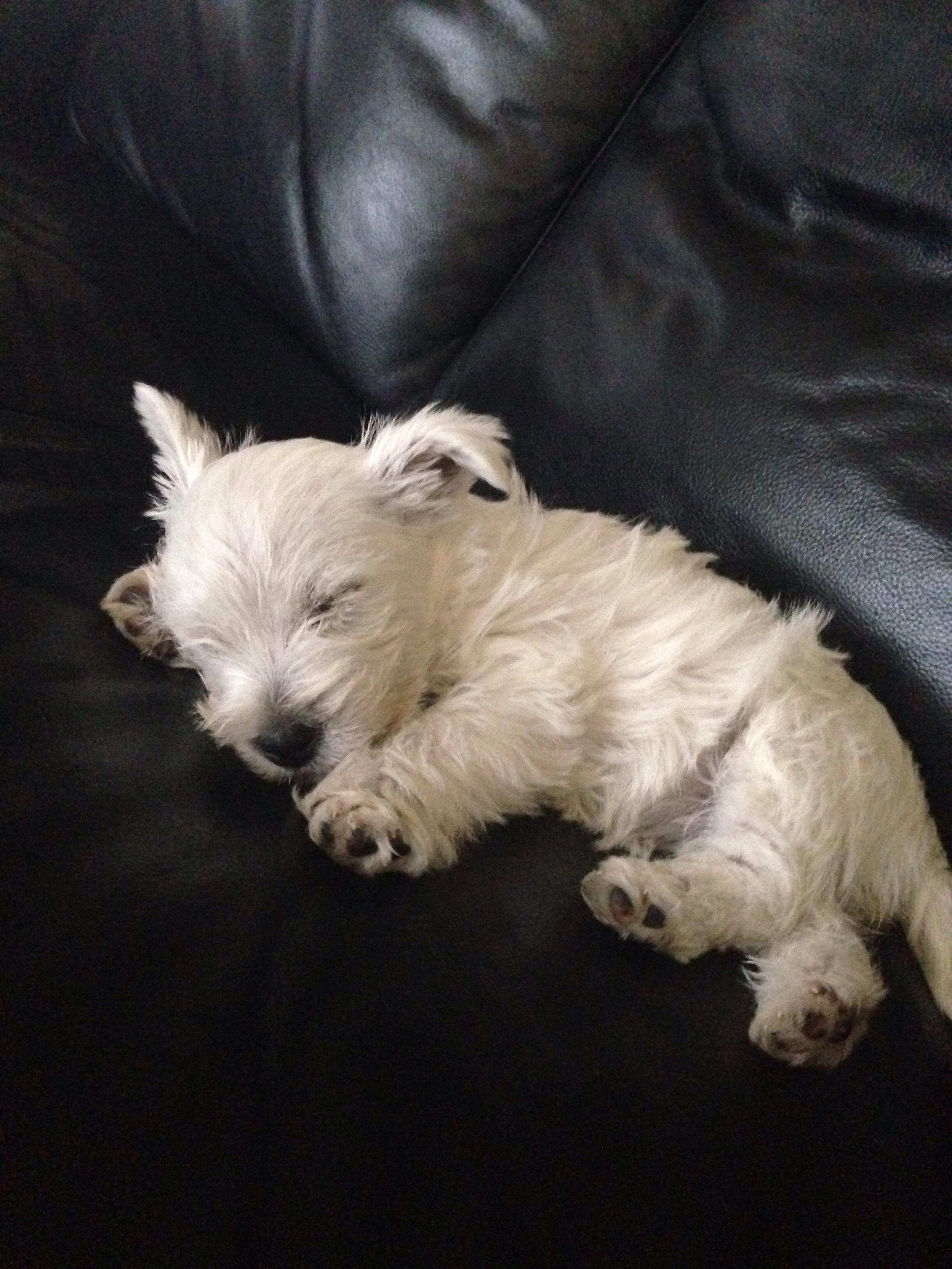 Frankie, my new westie I got just yesterday. Breeder was very friendly