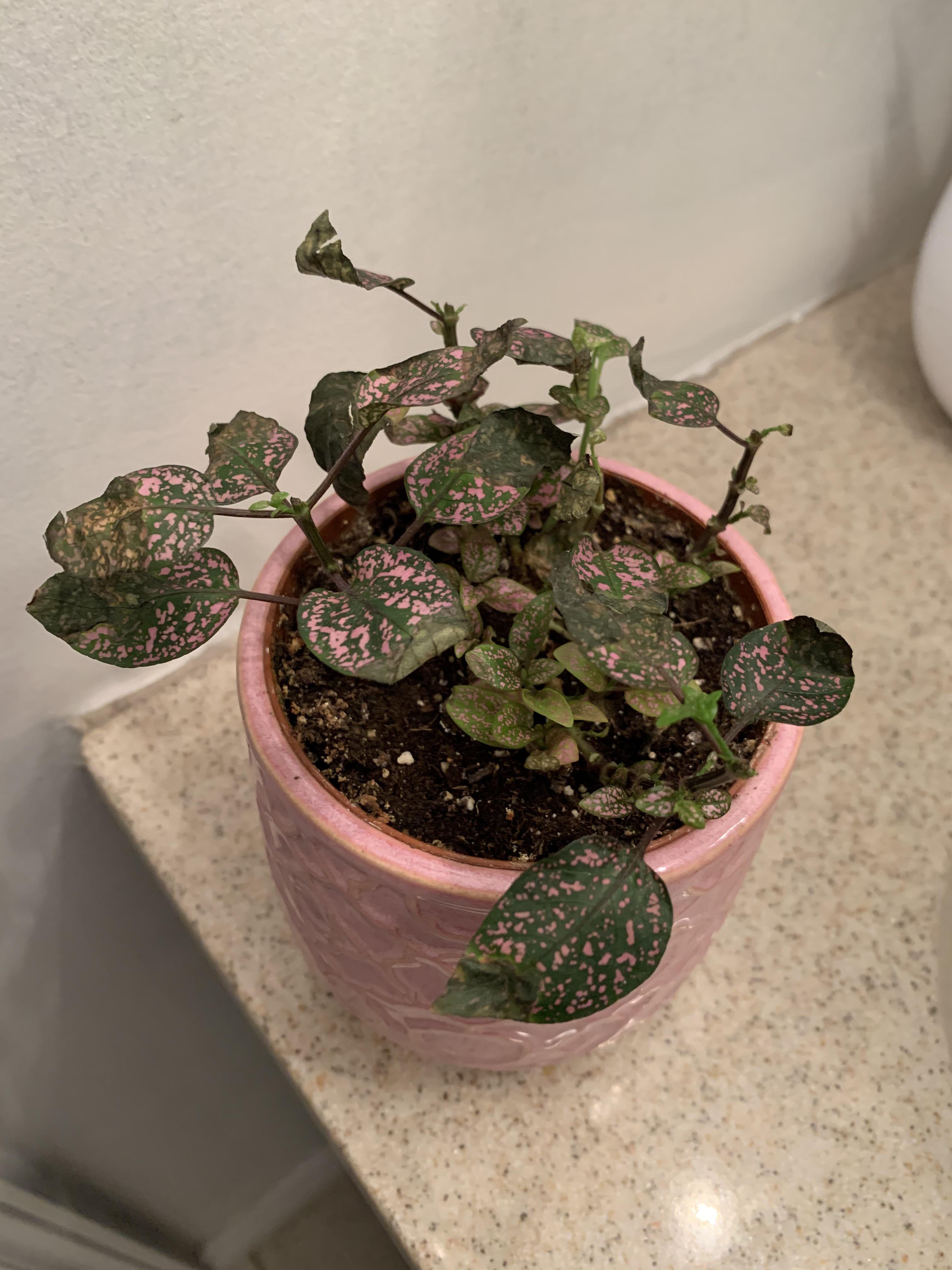 My pink polka dot plant isn’t doing so great, any suggestions would be