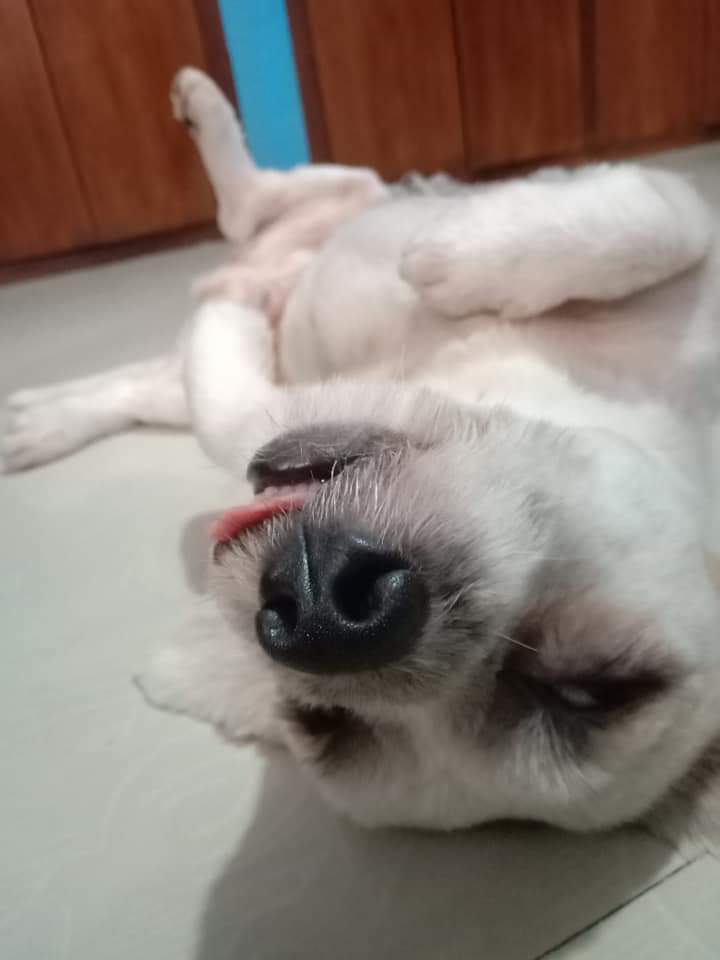This how my dog sleeps 🐶 r/aww