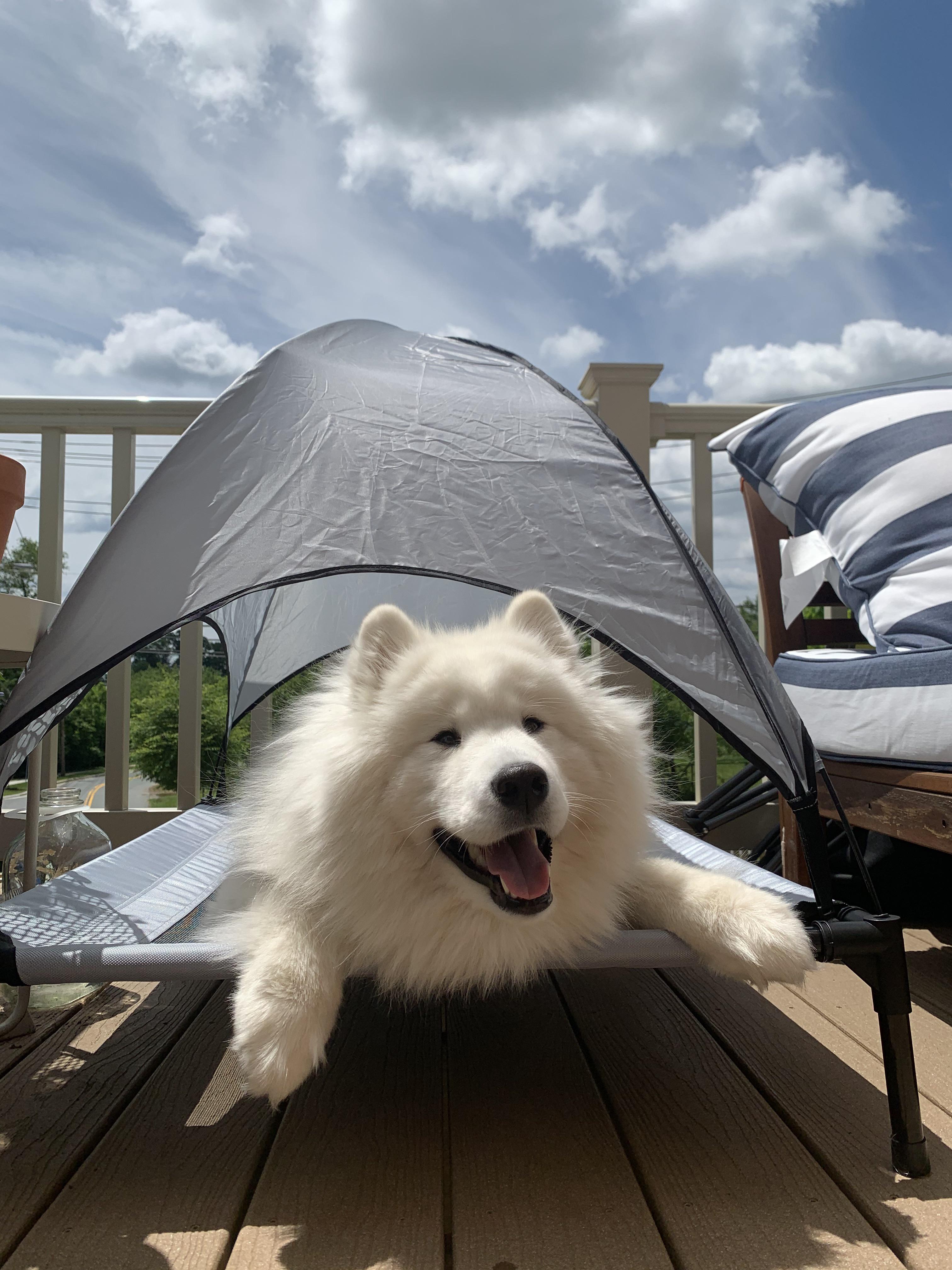 Costco finds! I got this cute dog cot for her and she loves it. Insta