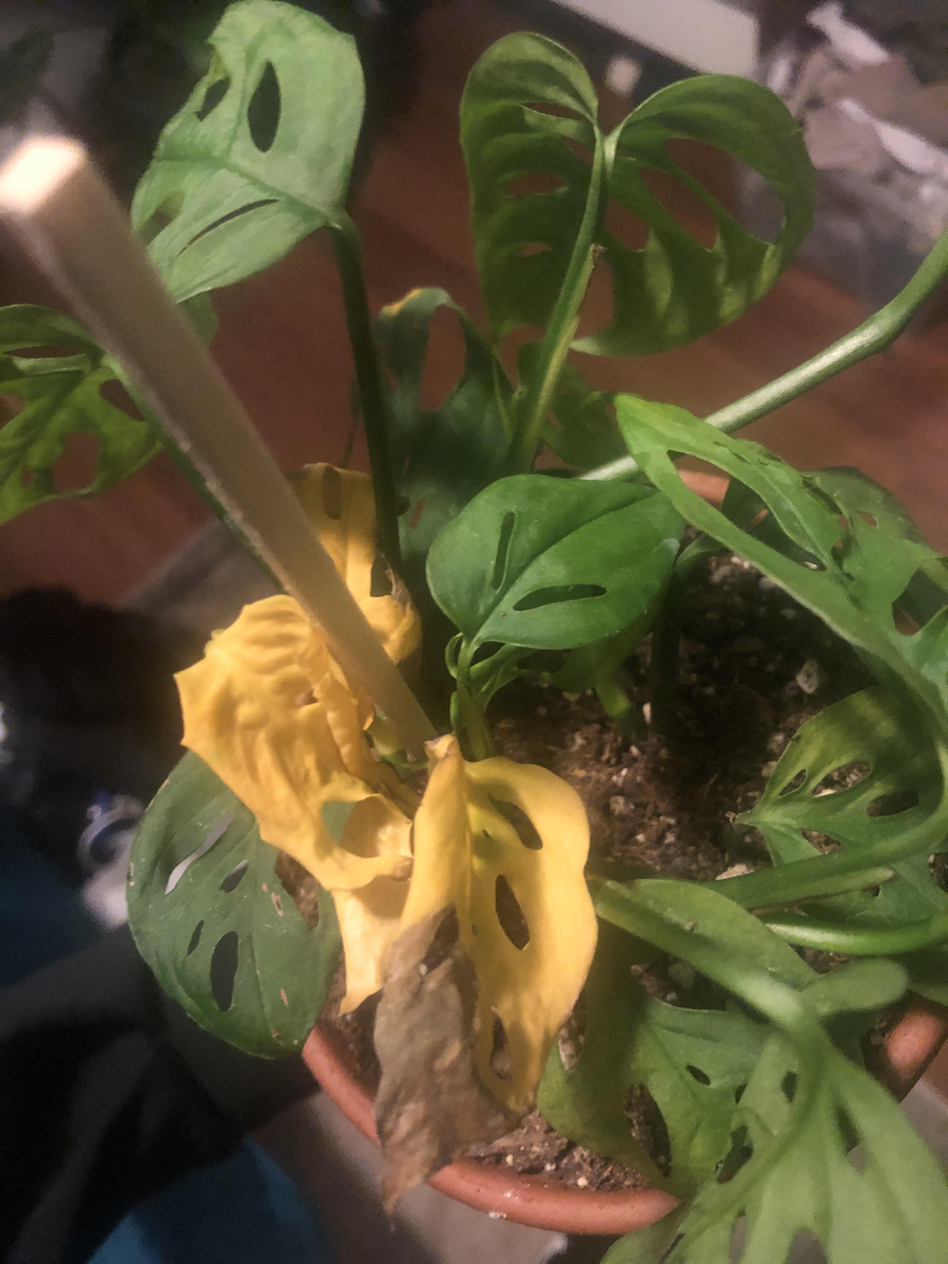 What are these yellow brown leaves on my Swiss cheese? r/plantclinic