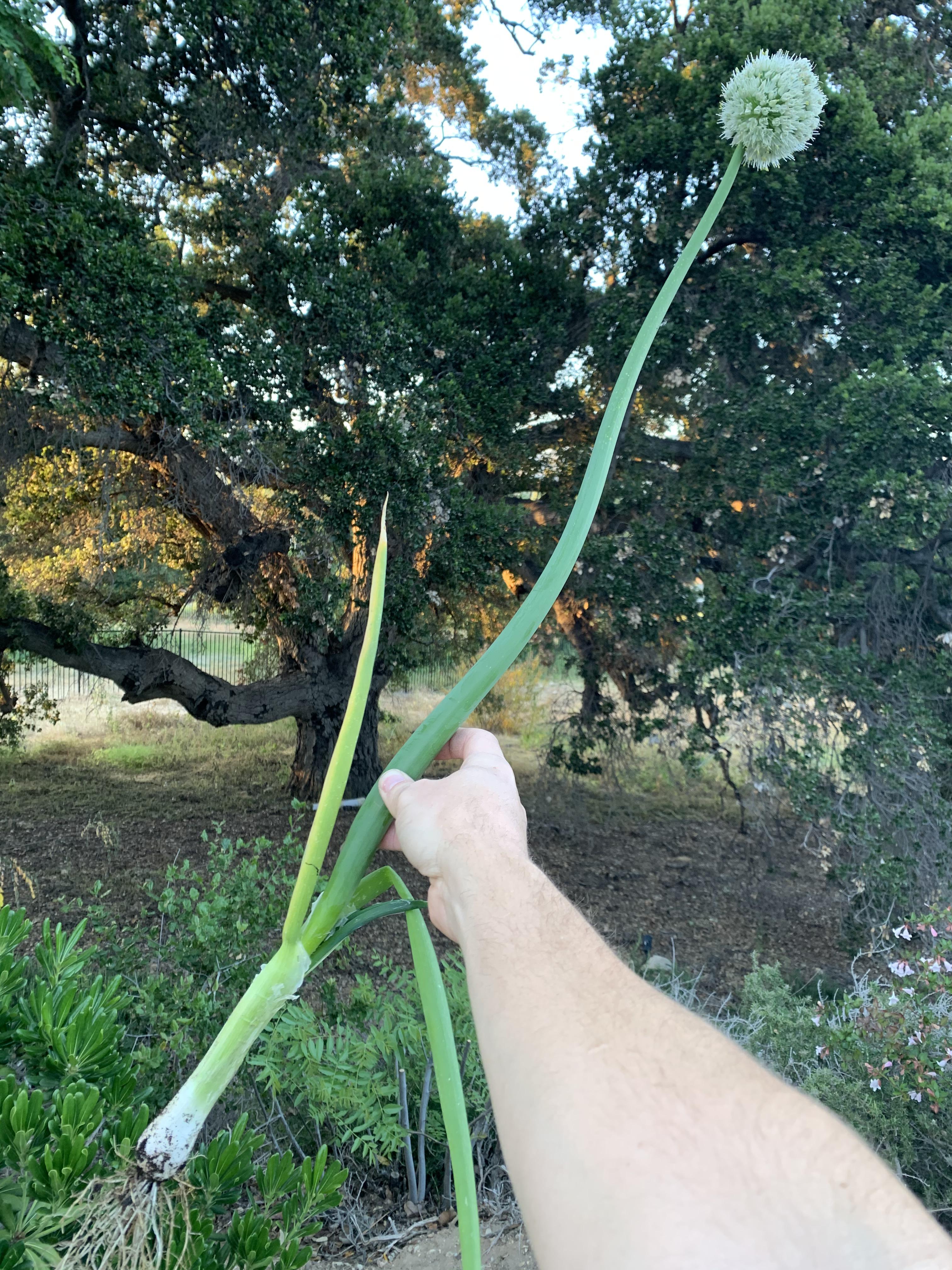 My giant green onion with flower. Bonus points for the giant oak tree