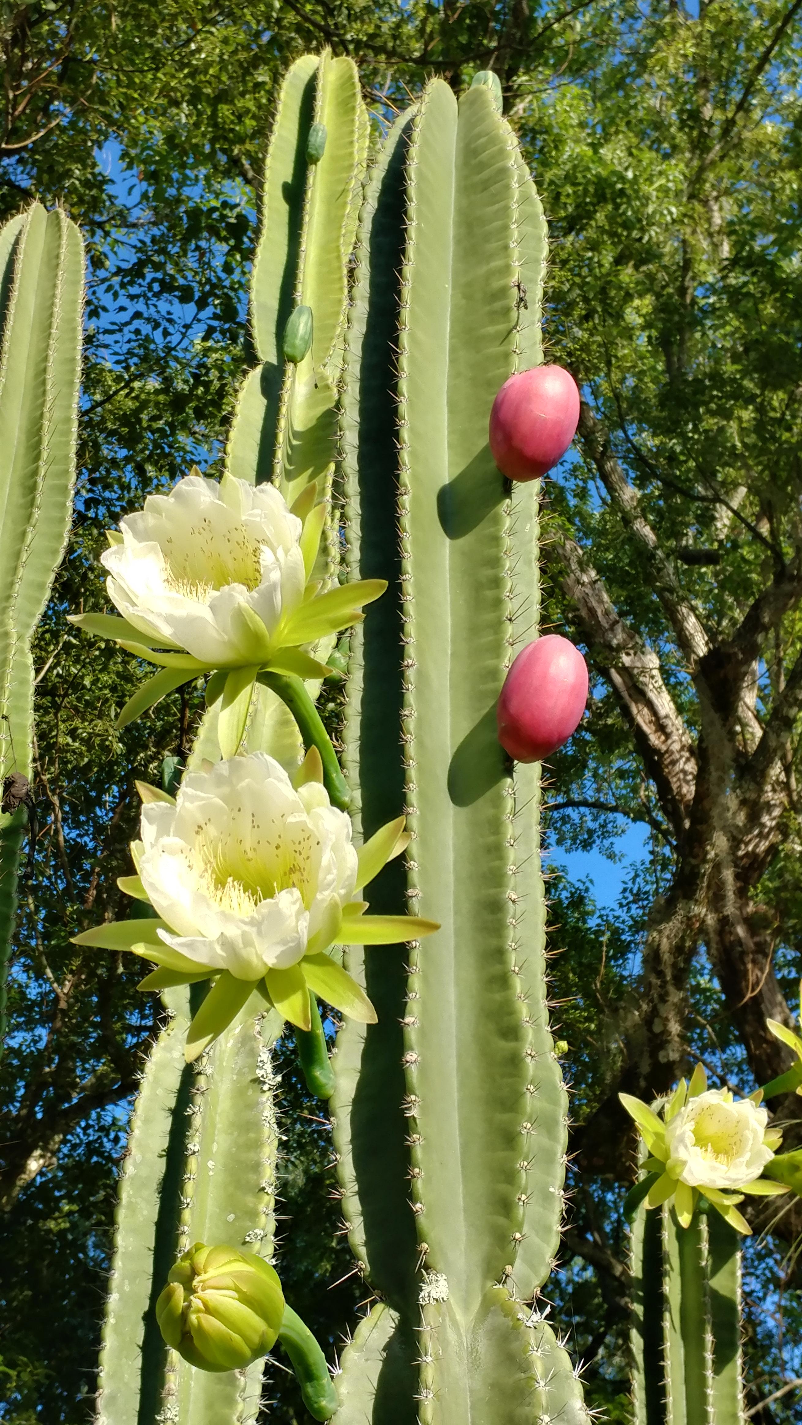 I managed to get a photo of my Hedge cactus (Cereus repandus) with both