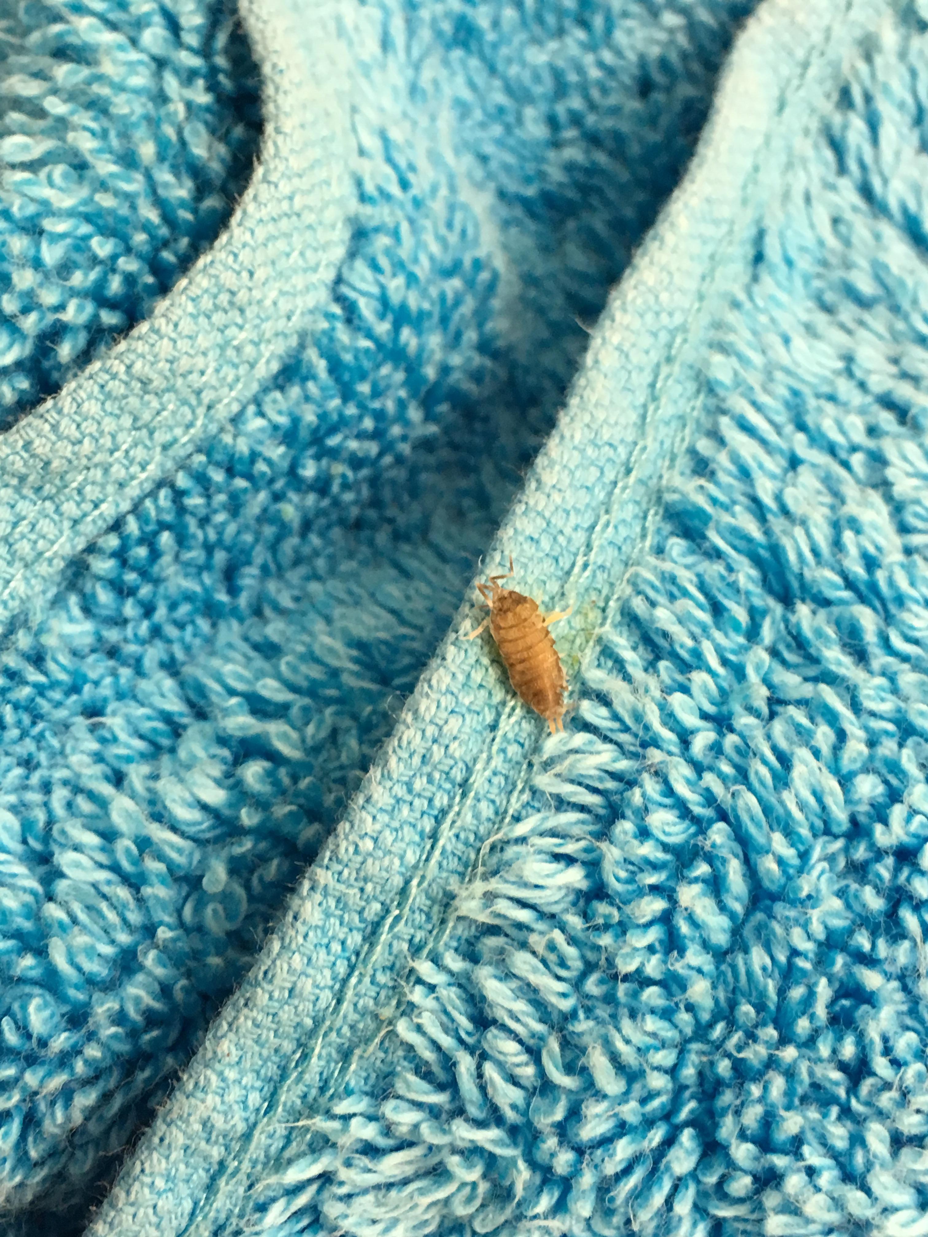 Help identifying is this a bed bug? r/Bedbugs