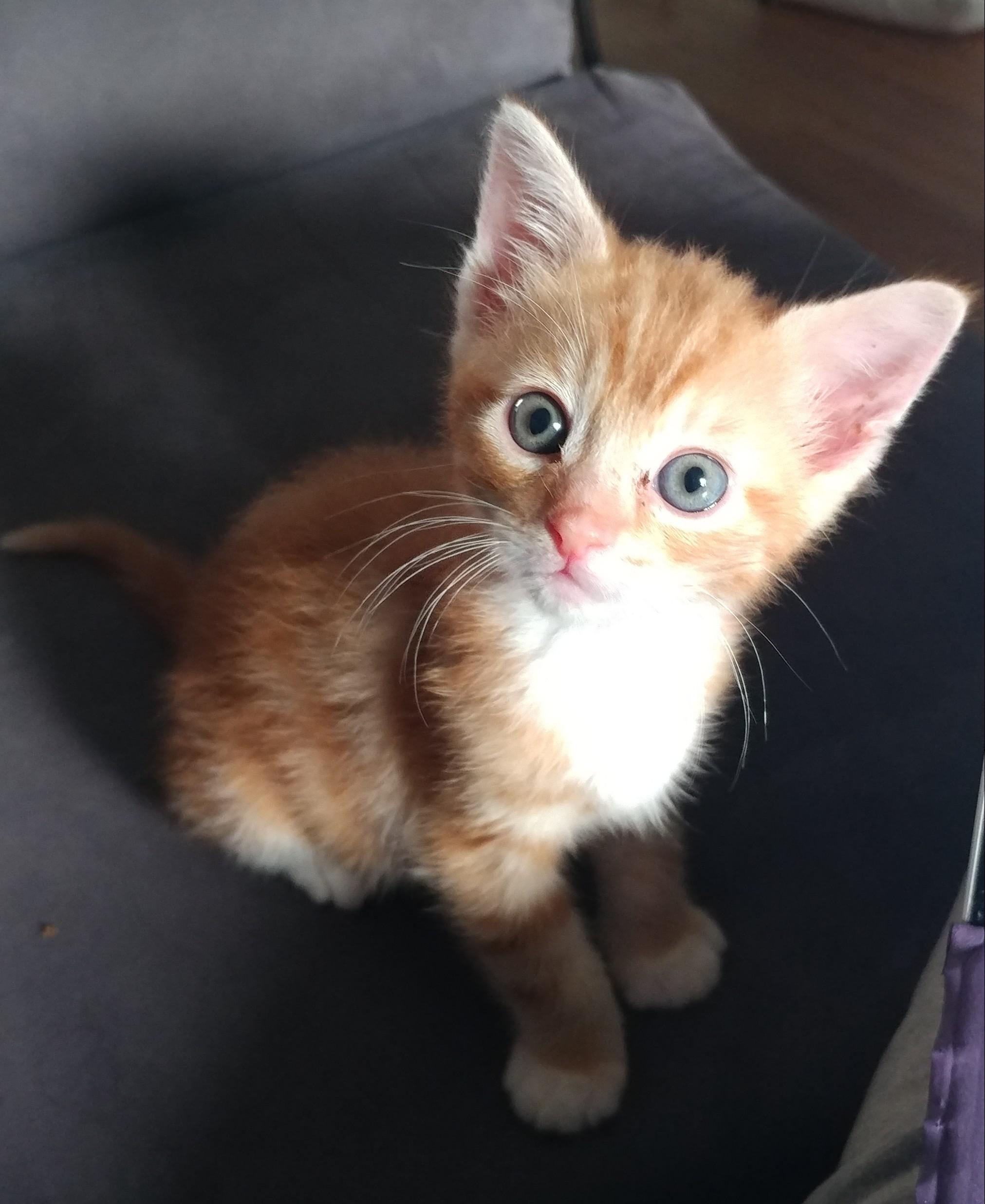 Anybody in Southern California? This is my foster kitten Creamsicle