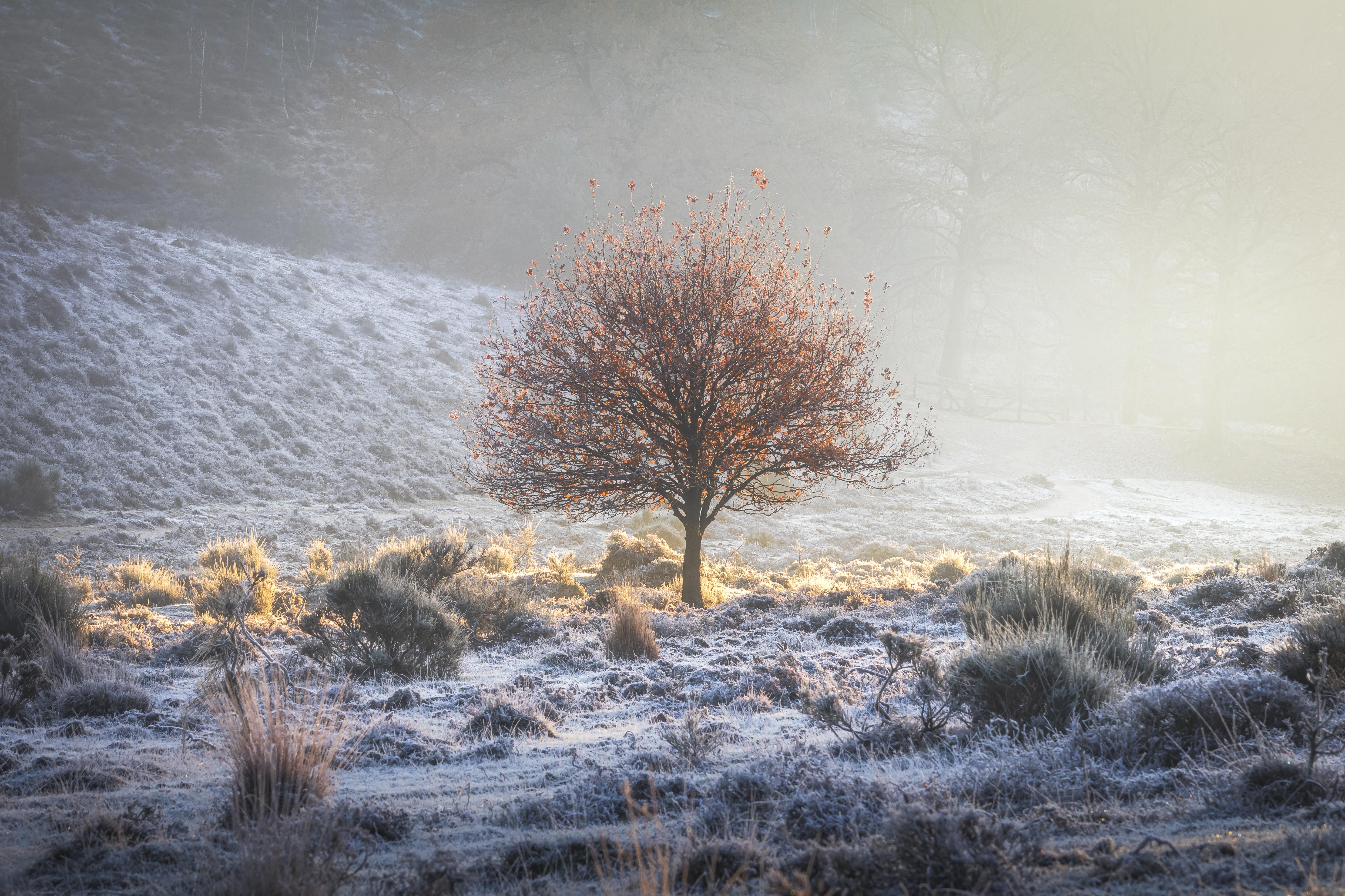 Tree catching the first bit of sunlight on a cold autumn morning, the