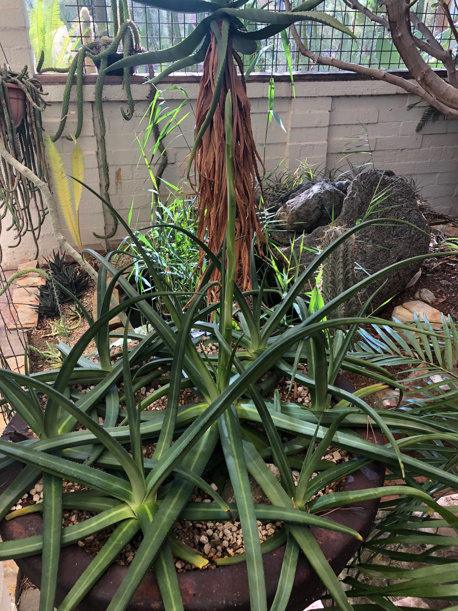 Agave nizandensis is blooming, rats. r/AgaveAndAloe