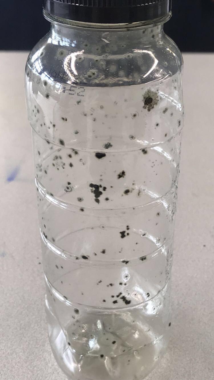 anyone know what mold this is ? it grew overnight in a bottle