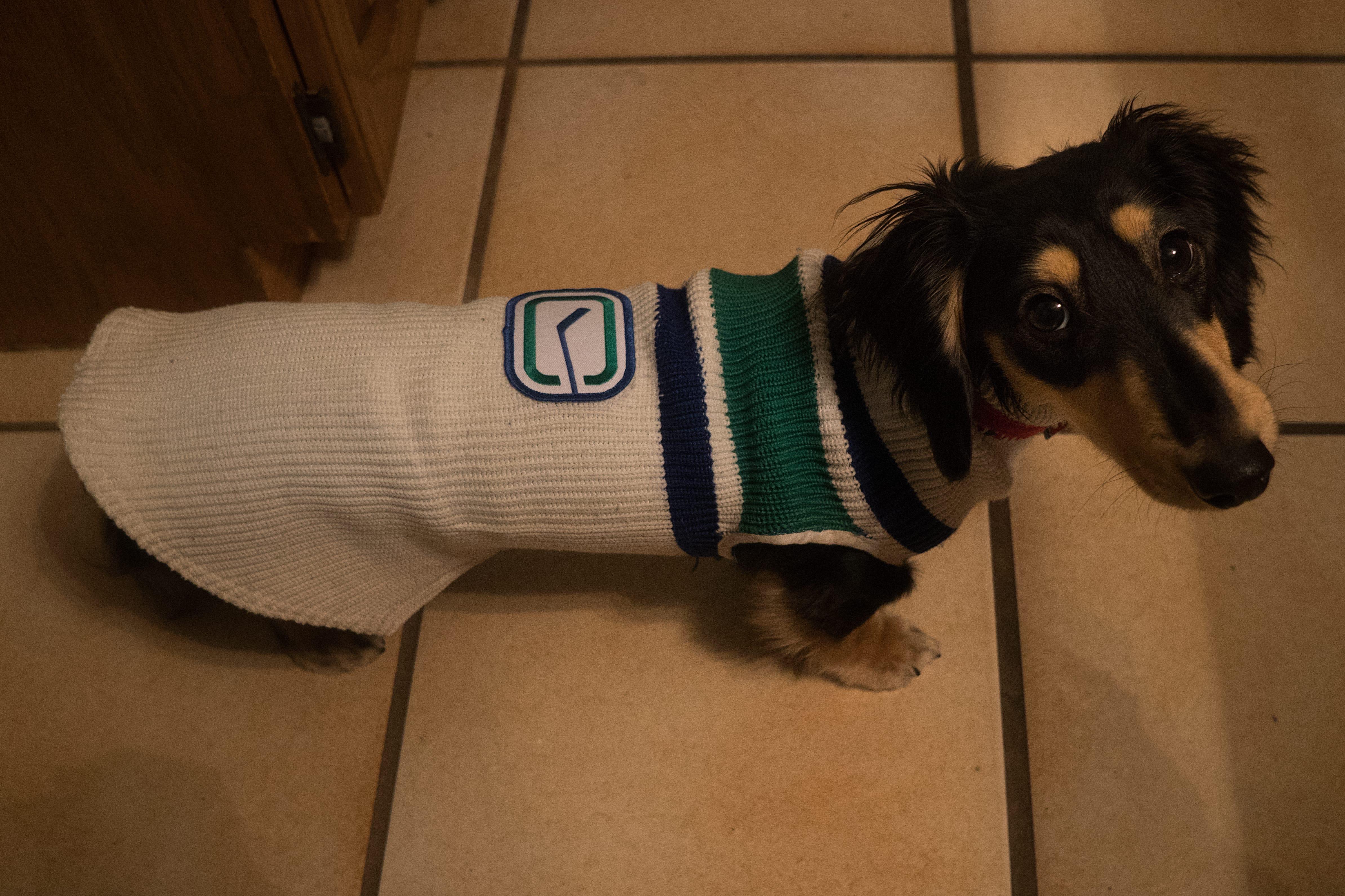Hard to find long sweaters for wiener dogs. Modified one of my old