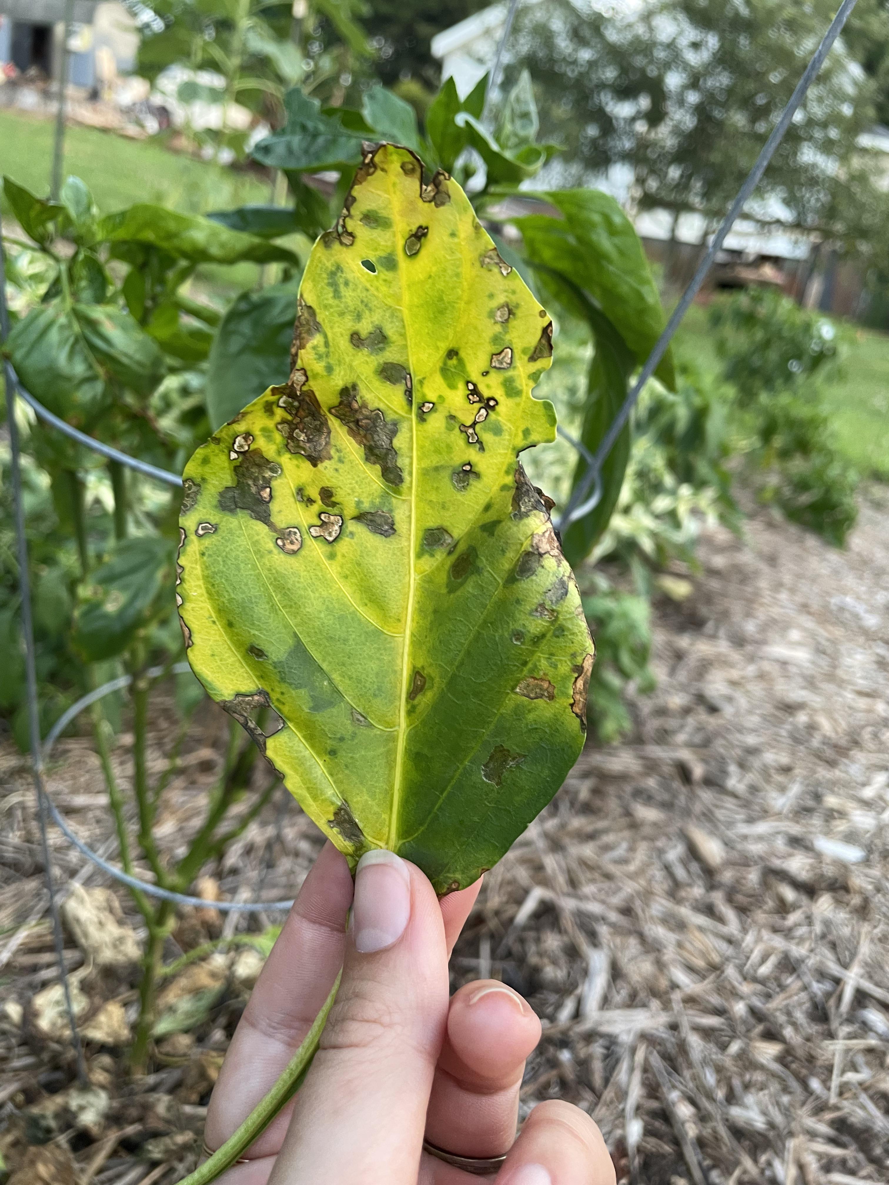 Is this bacterial leaf spot on my pepper or something else? I have good