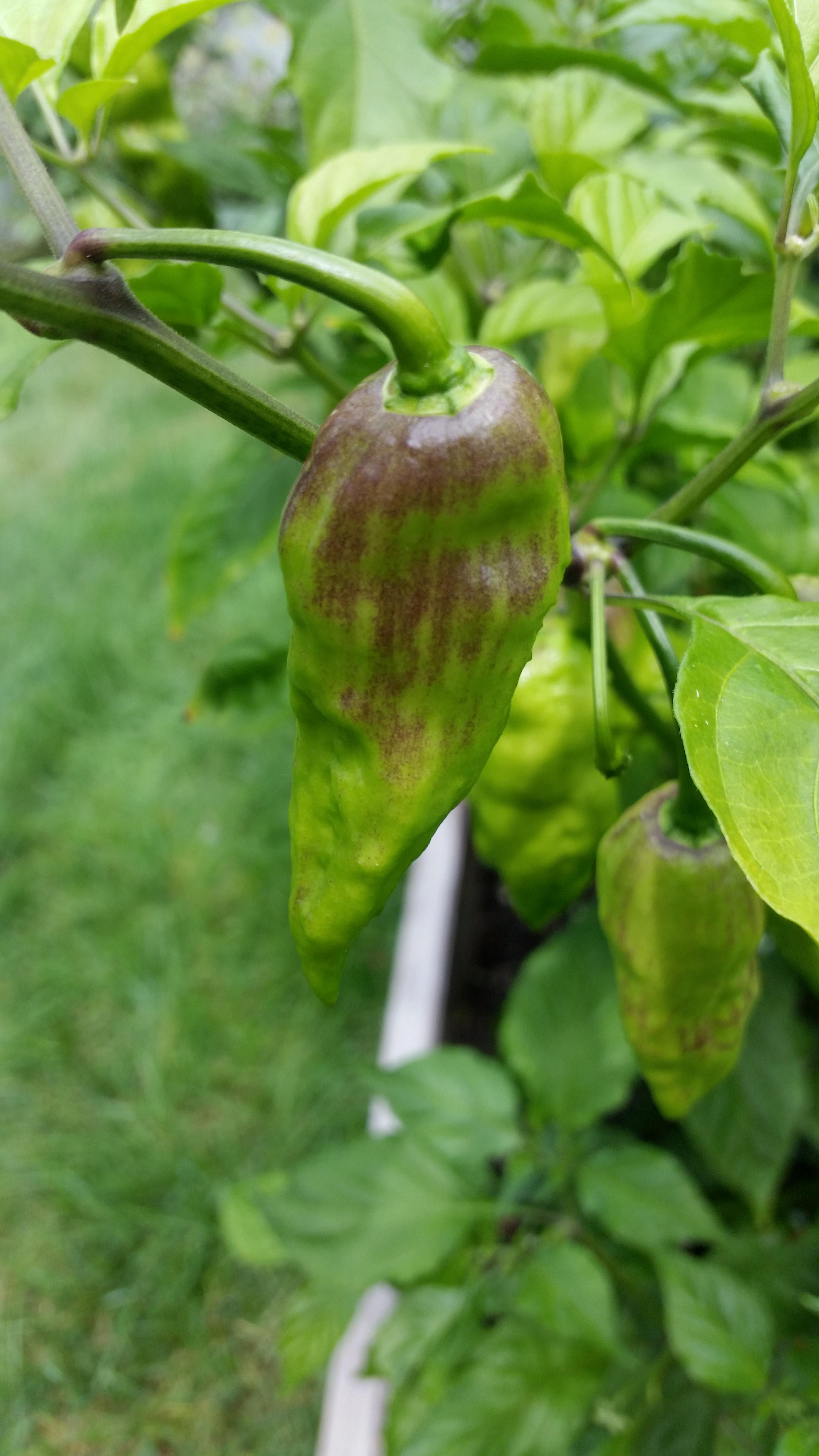 First time growing ghost peppers. Is something bad happening here, or